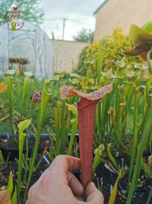 SX22e Sarracenia x (S. flava var. ornata x S. x mitchelliana) clone e