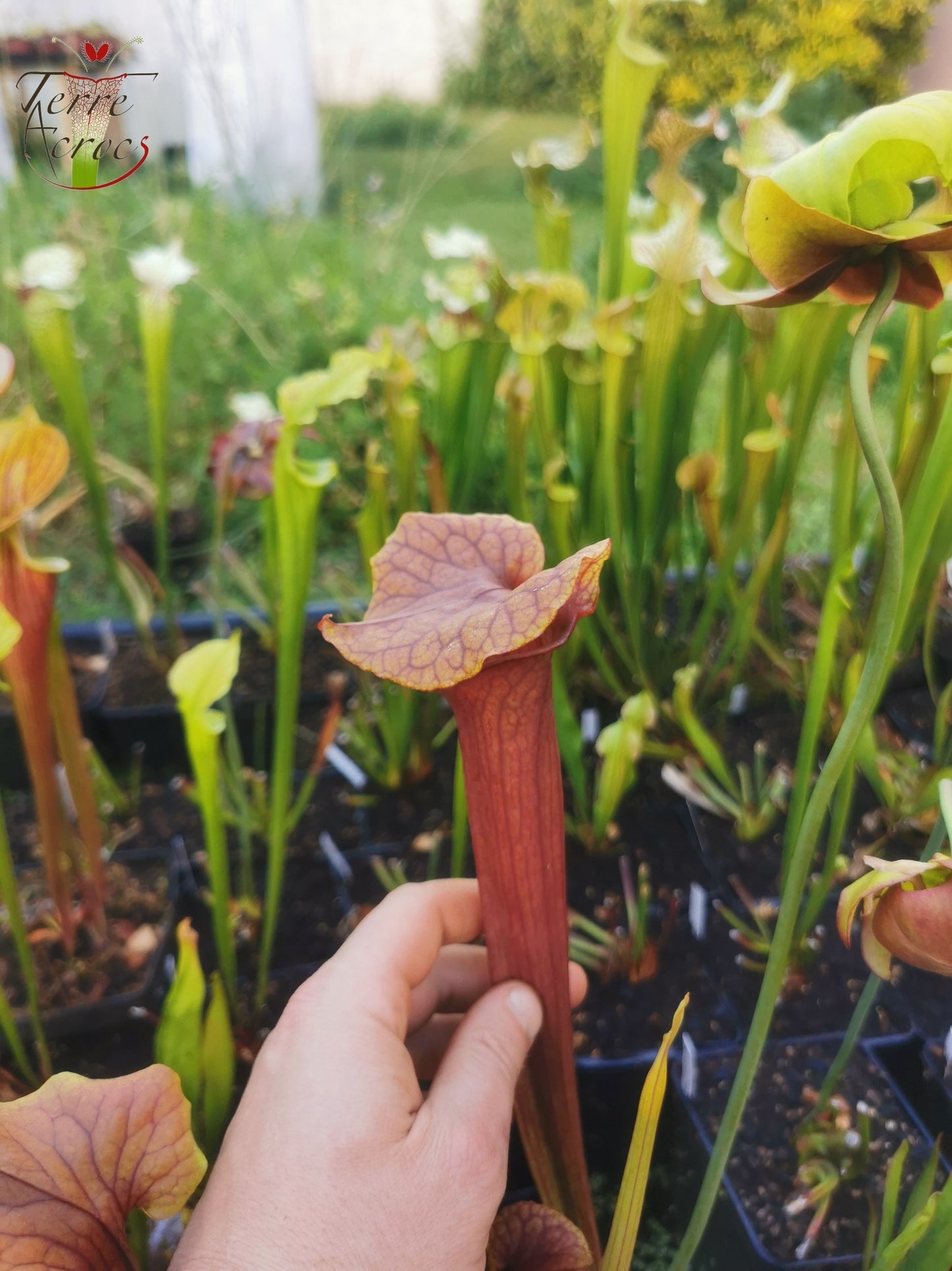 SX22e Sarracenia x (S. flava var. ornata x S. x mitchelliana) clone e