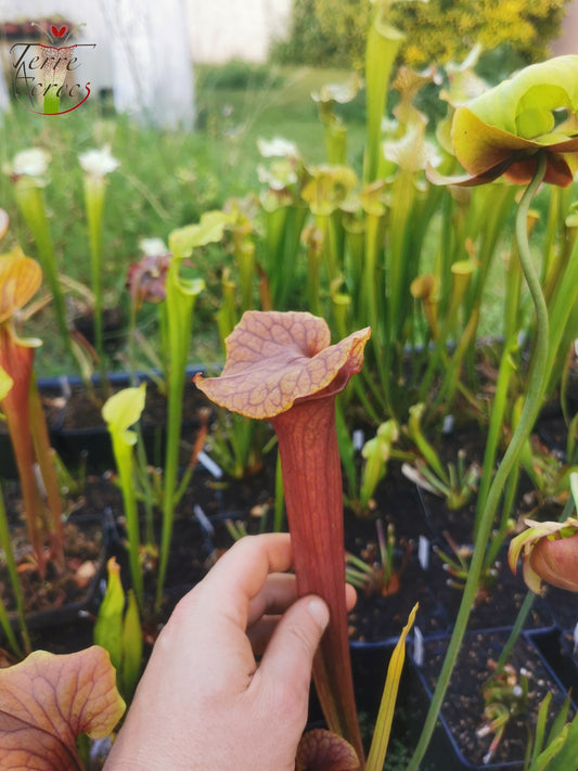 SX22e Sarracenia x (S. flava var. ornata x S. x mitchelliana) clone e