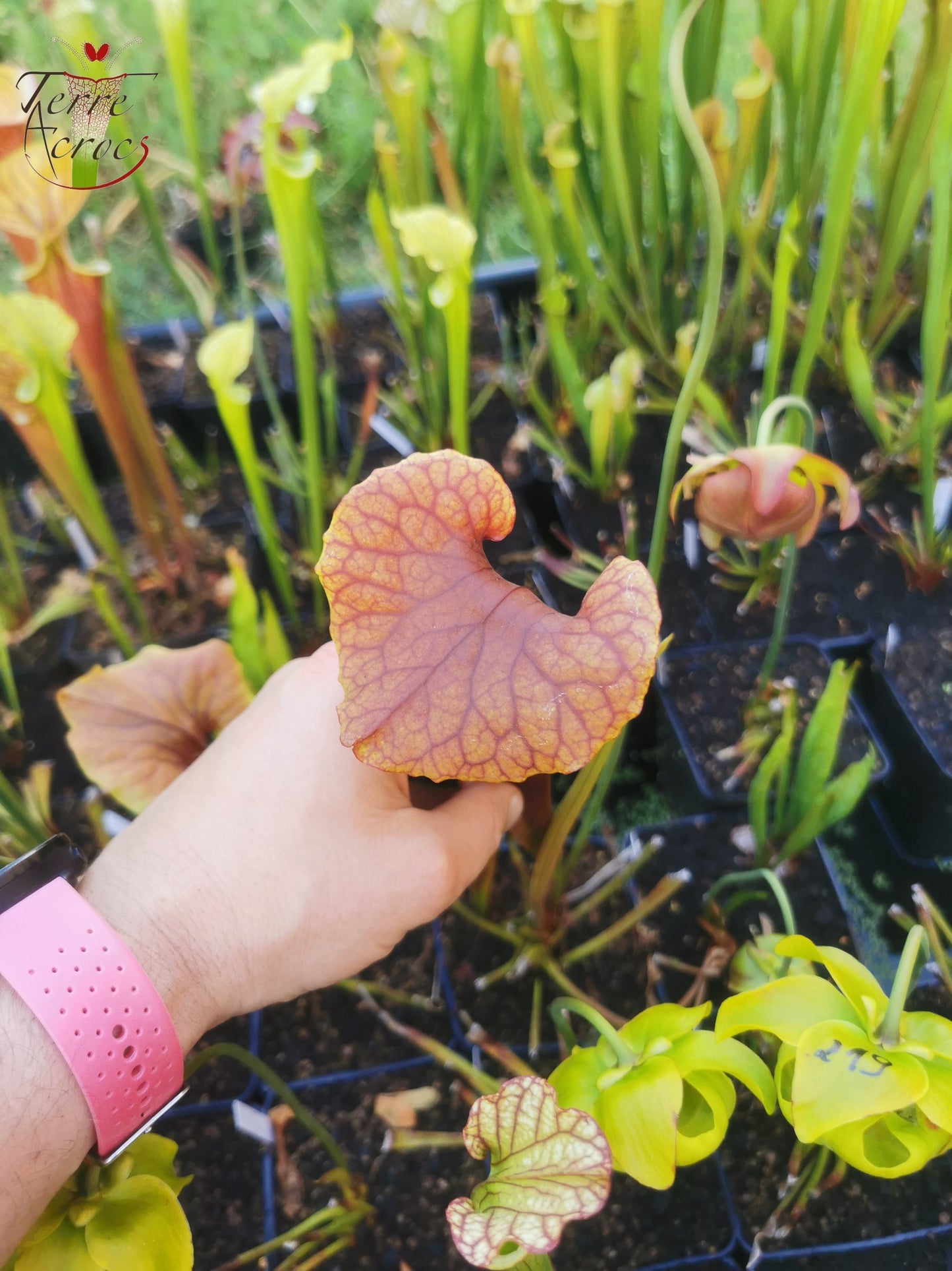 SX22e Sarracenia x (S. flava var. ornata x S. x mitchelliana) clone e