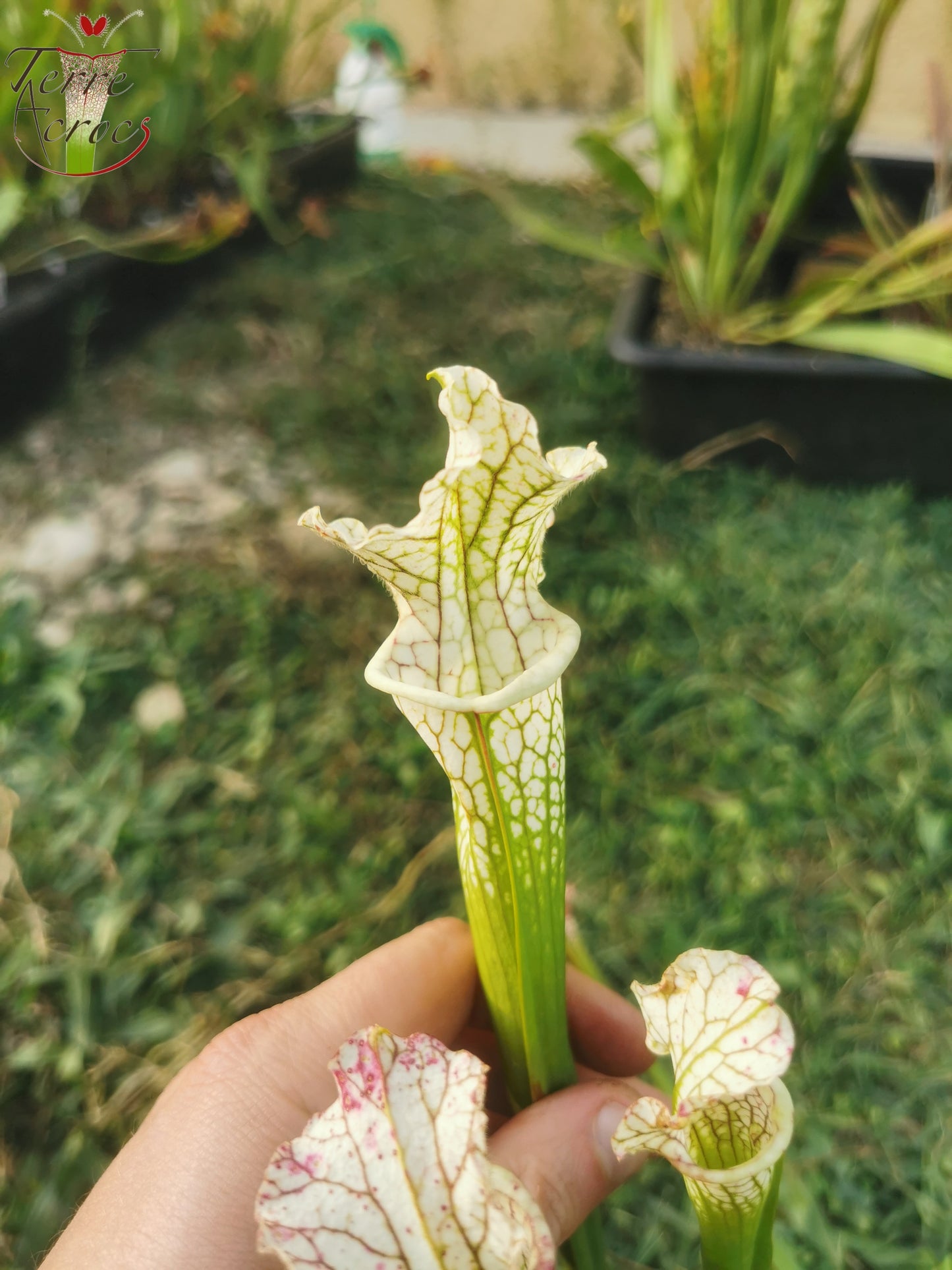SX24 Sarracenia x (((S. leucophylla × S. oreophila) × S. leucophylla) x Hurricane creek white, seedling. Vigorous, Stefan Lessen)
