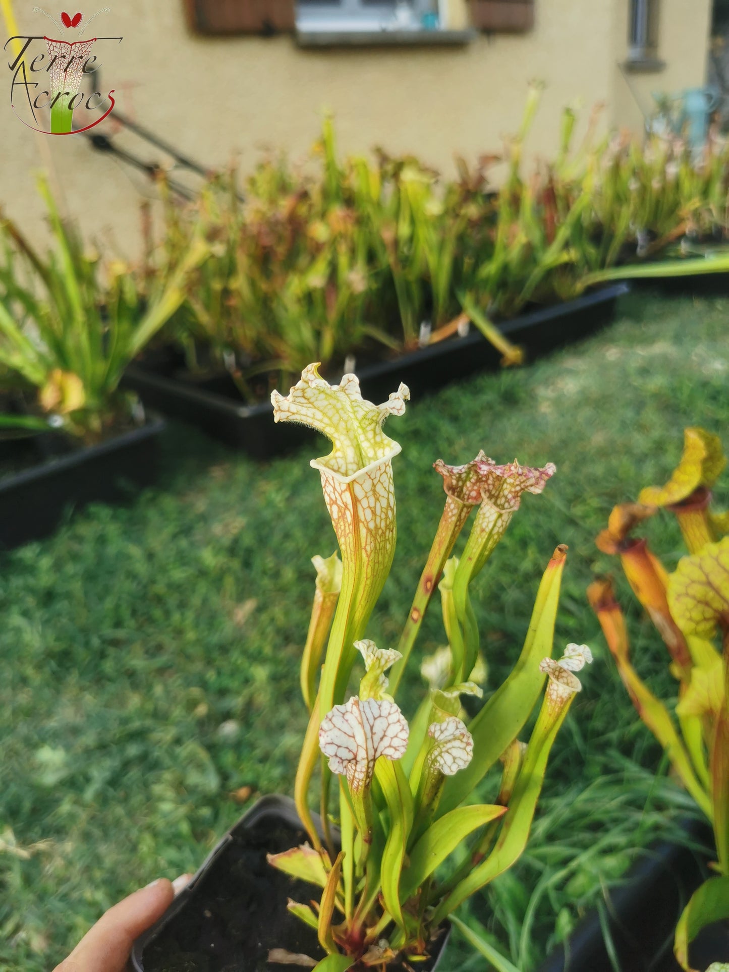 SX24 Sarracenia x (((S. leucophylla × S. oreophila) × S. leucophylla) x Hurricane creek white, seedling. Vigorous, Stefan Lessen)