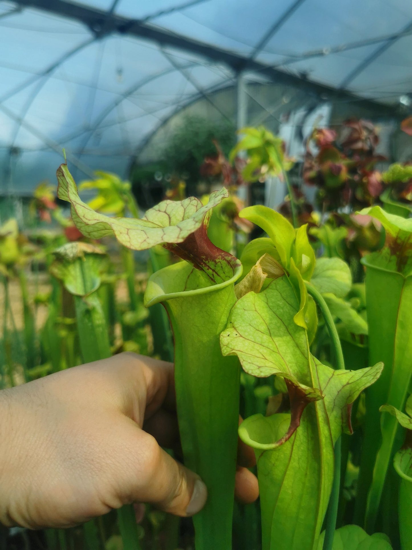 SX25a Sarracenia x "Ellcrys"