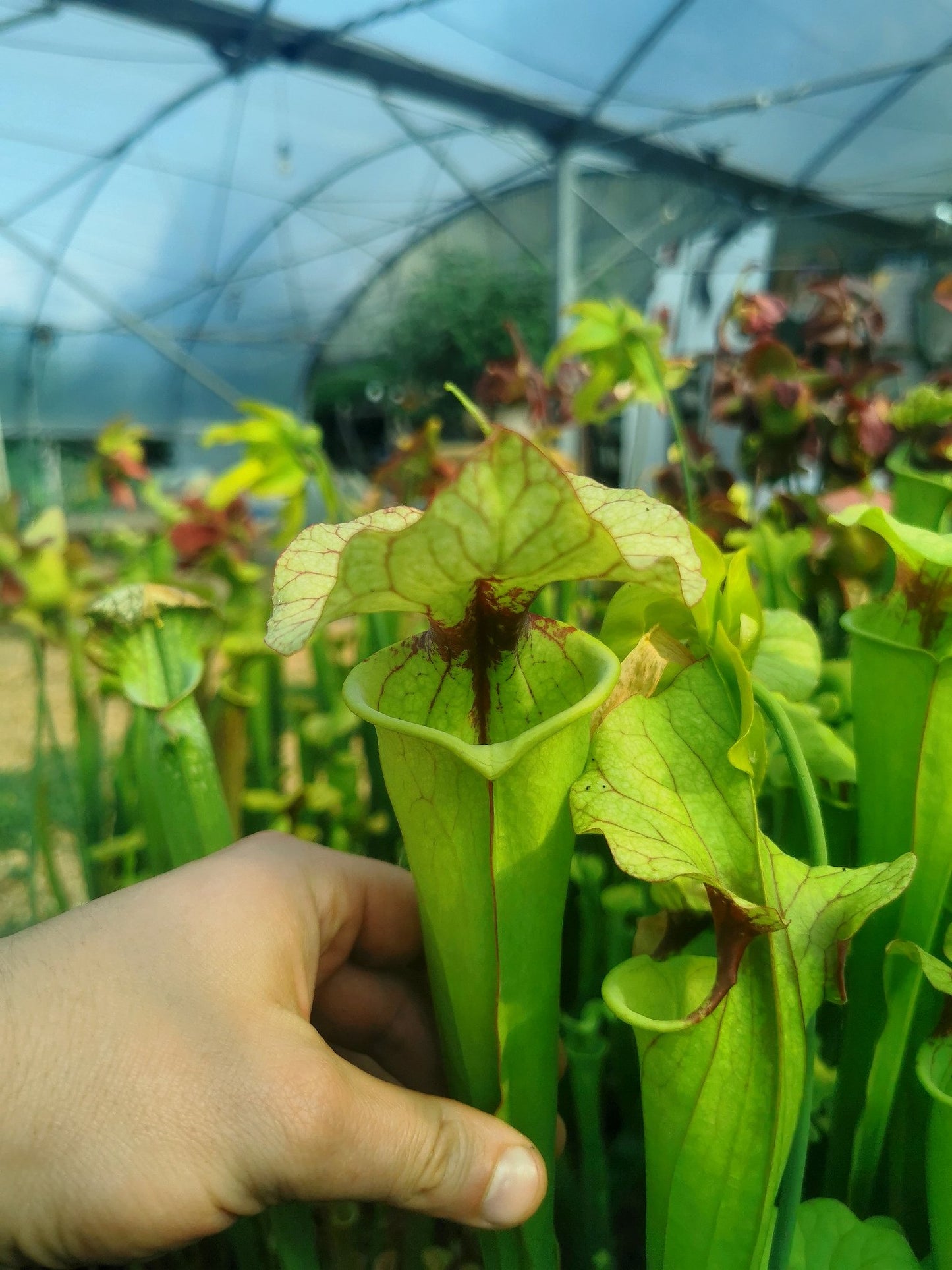 SX25a Sarracenia x "Ellcrys"