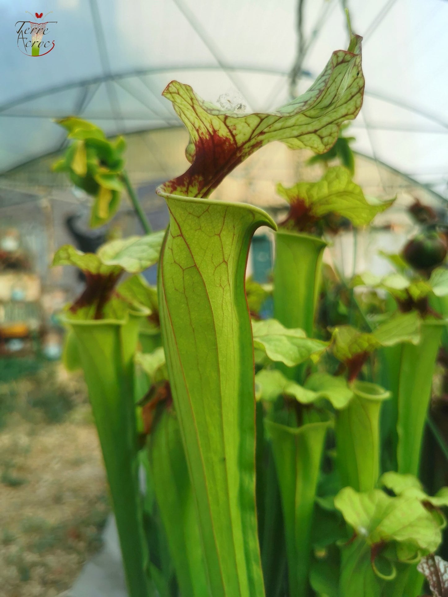 SX25a Sarracenia x "Ellcrys"