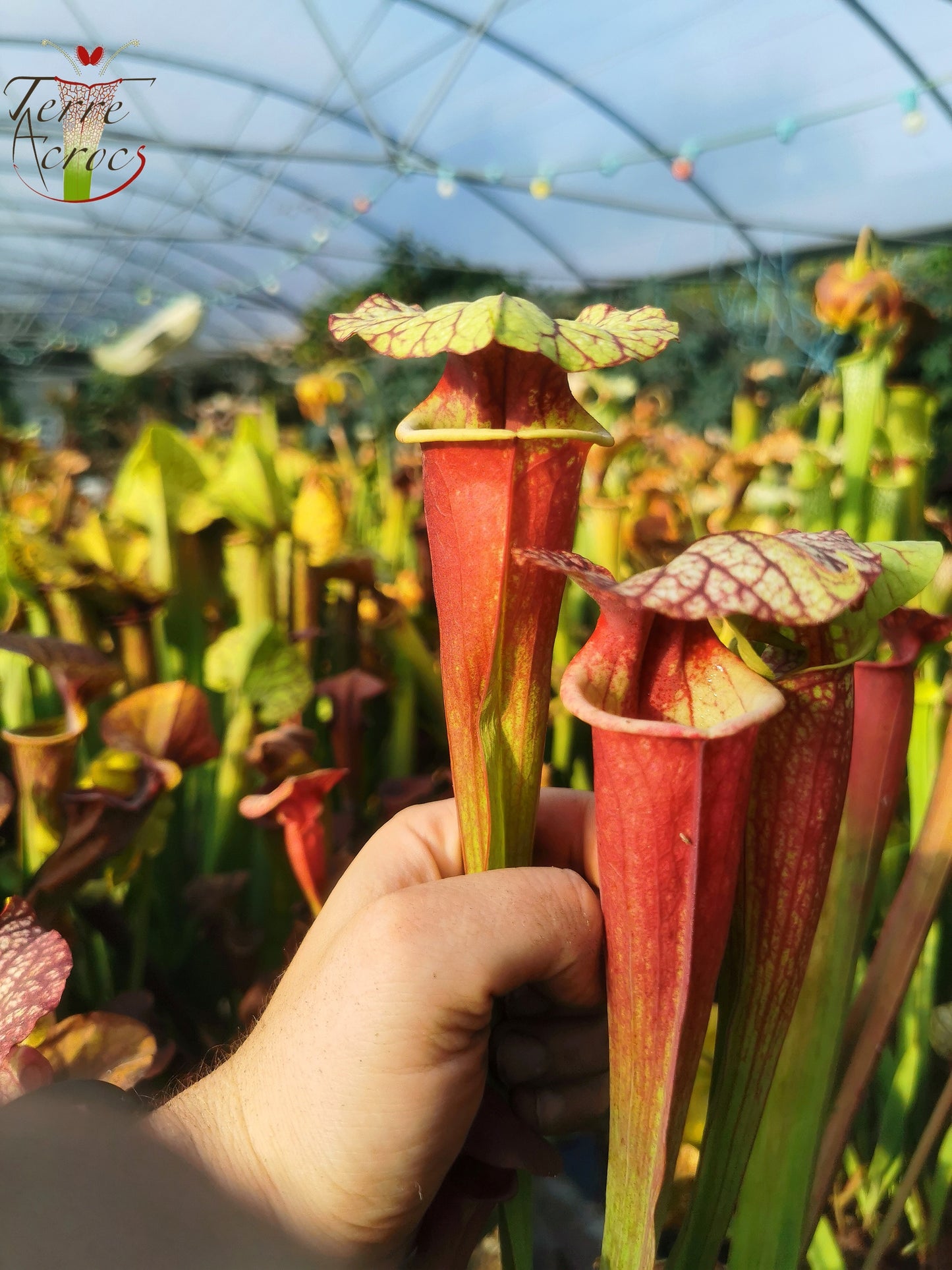 SX25b Sarracenia x "Dionysos"
