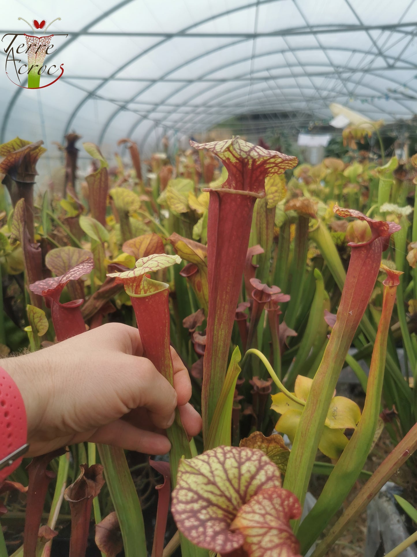 SX25b Sarracenia x "Dionysos"