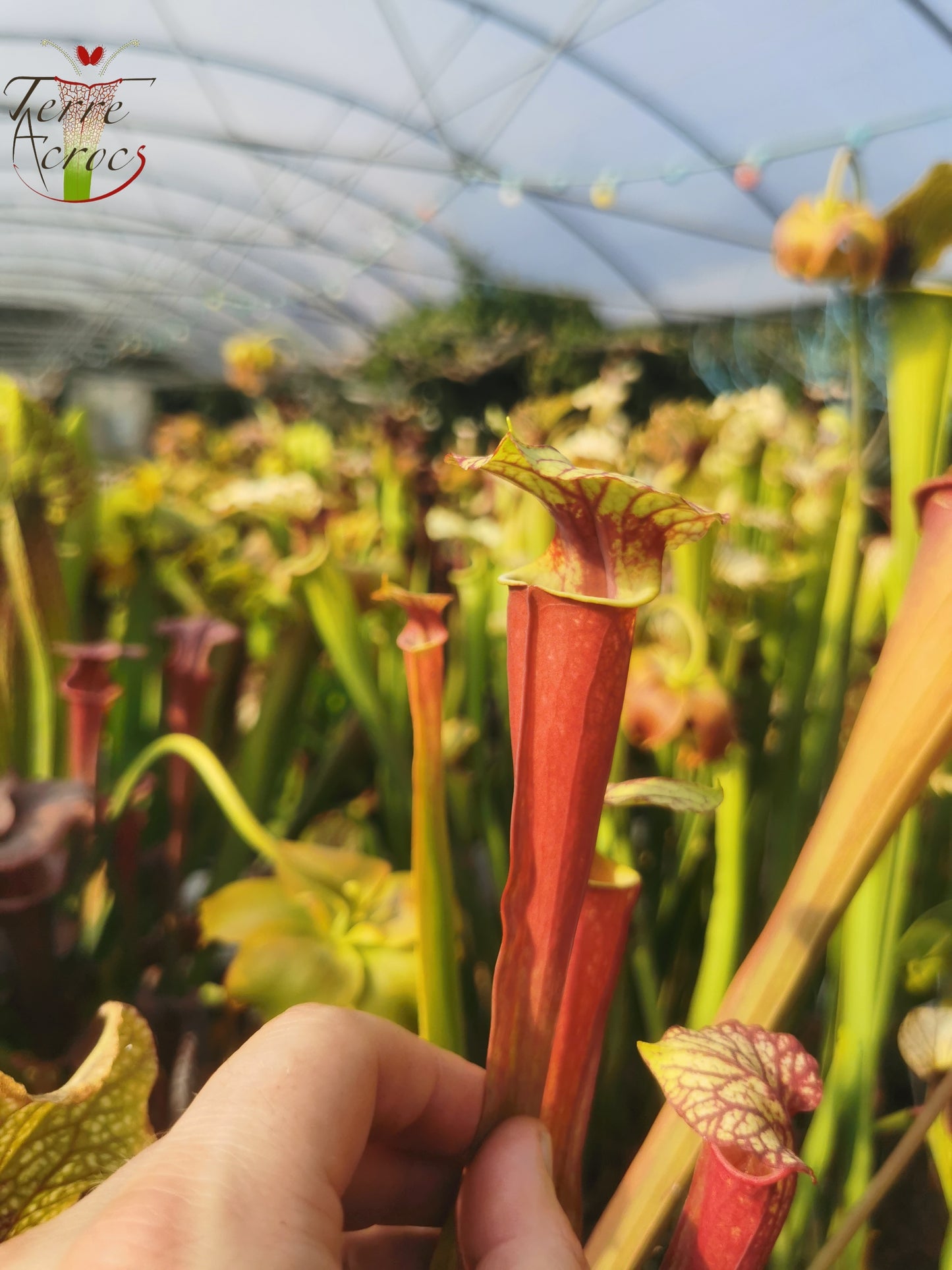 SX25b Sarracenia x "Dionysos"