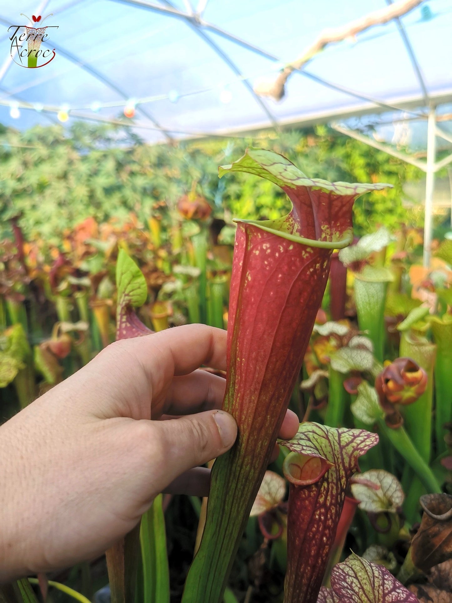 SX25b Sarracenia x "Dionysos"
