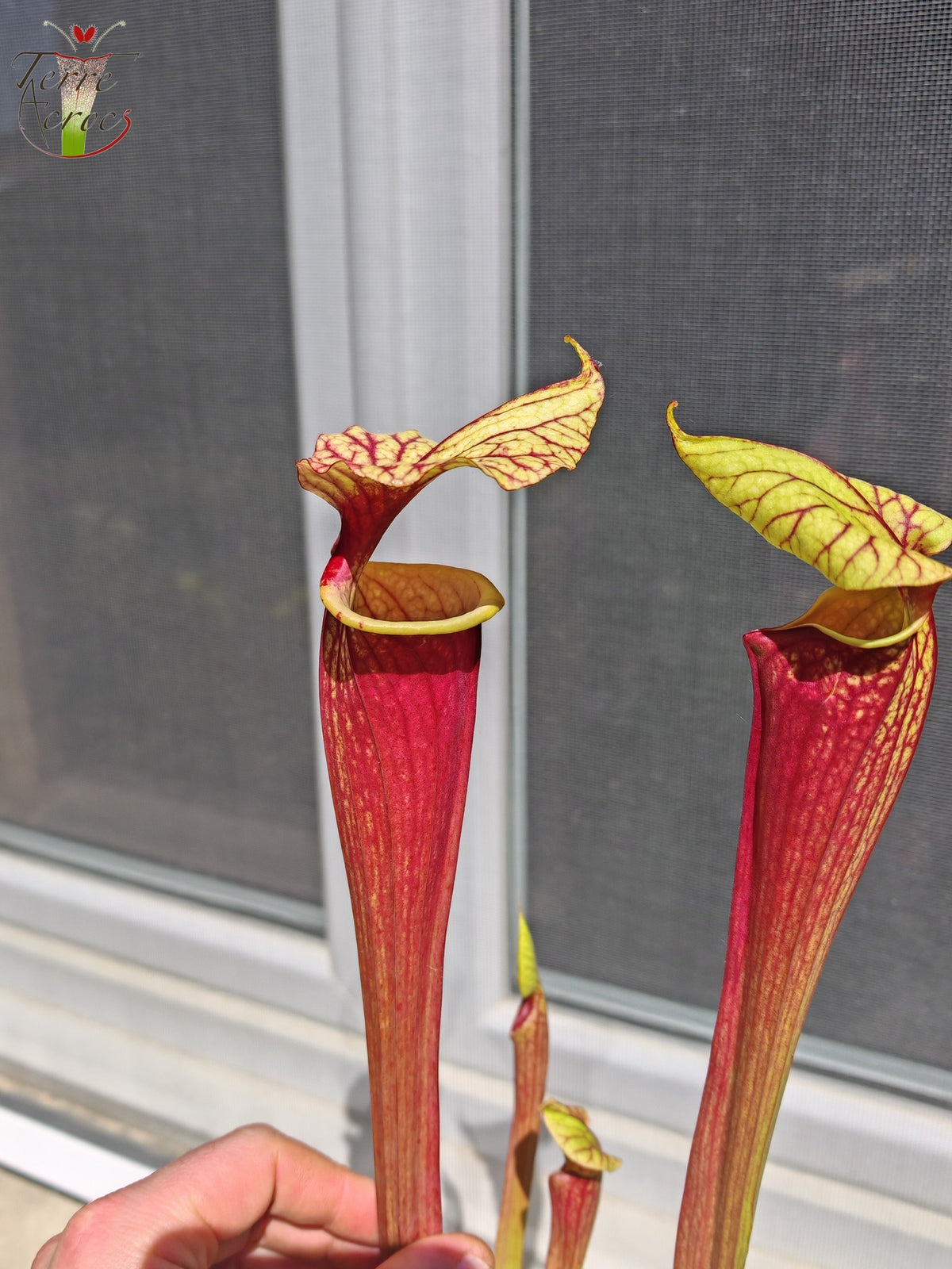 SX25b Sarracenia x "Dionysos"