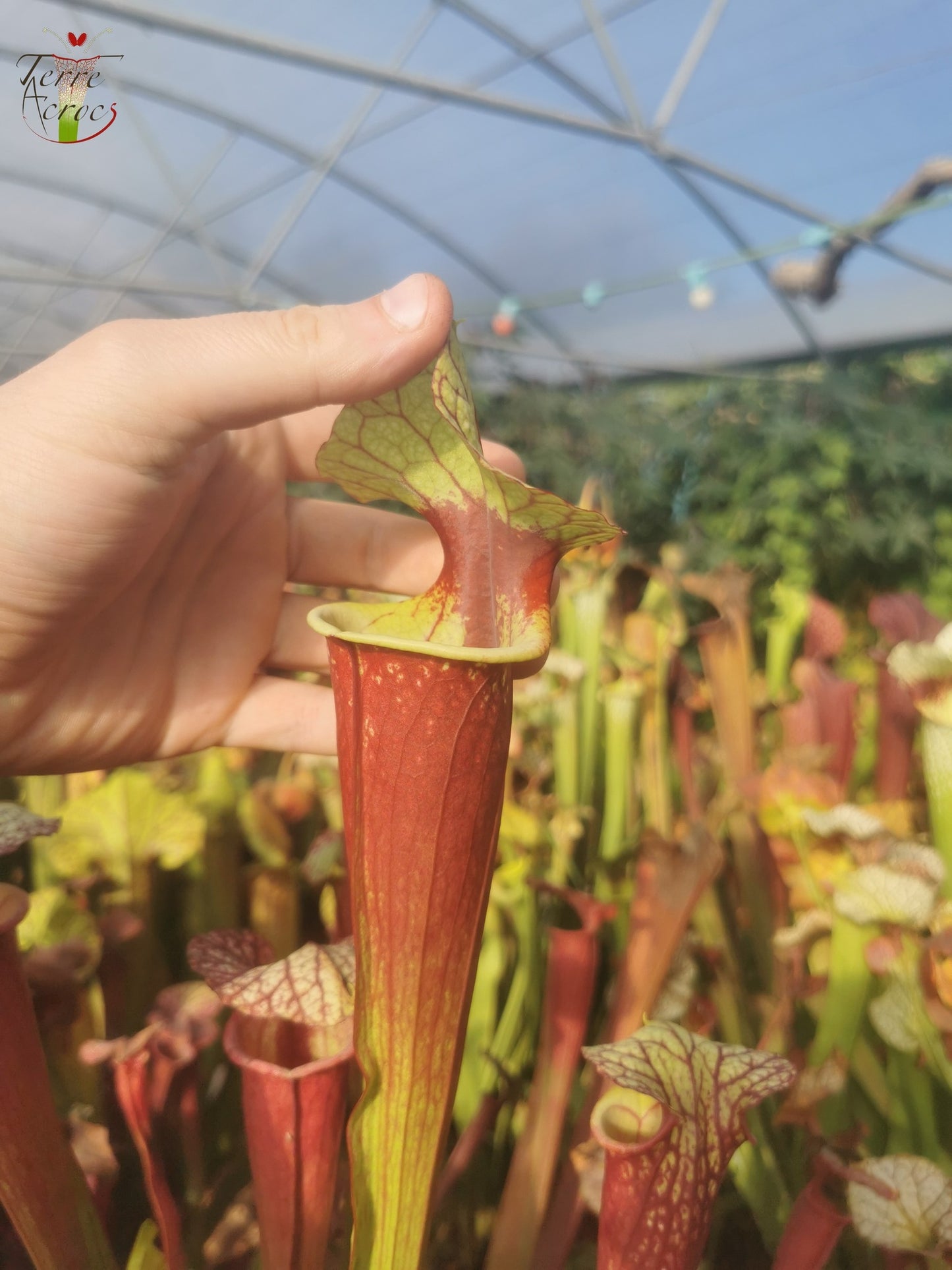 SX25b Sarracenia x "Dionysos"