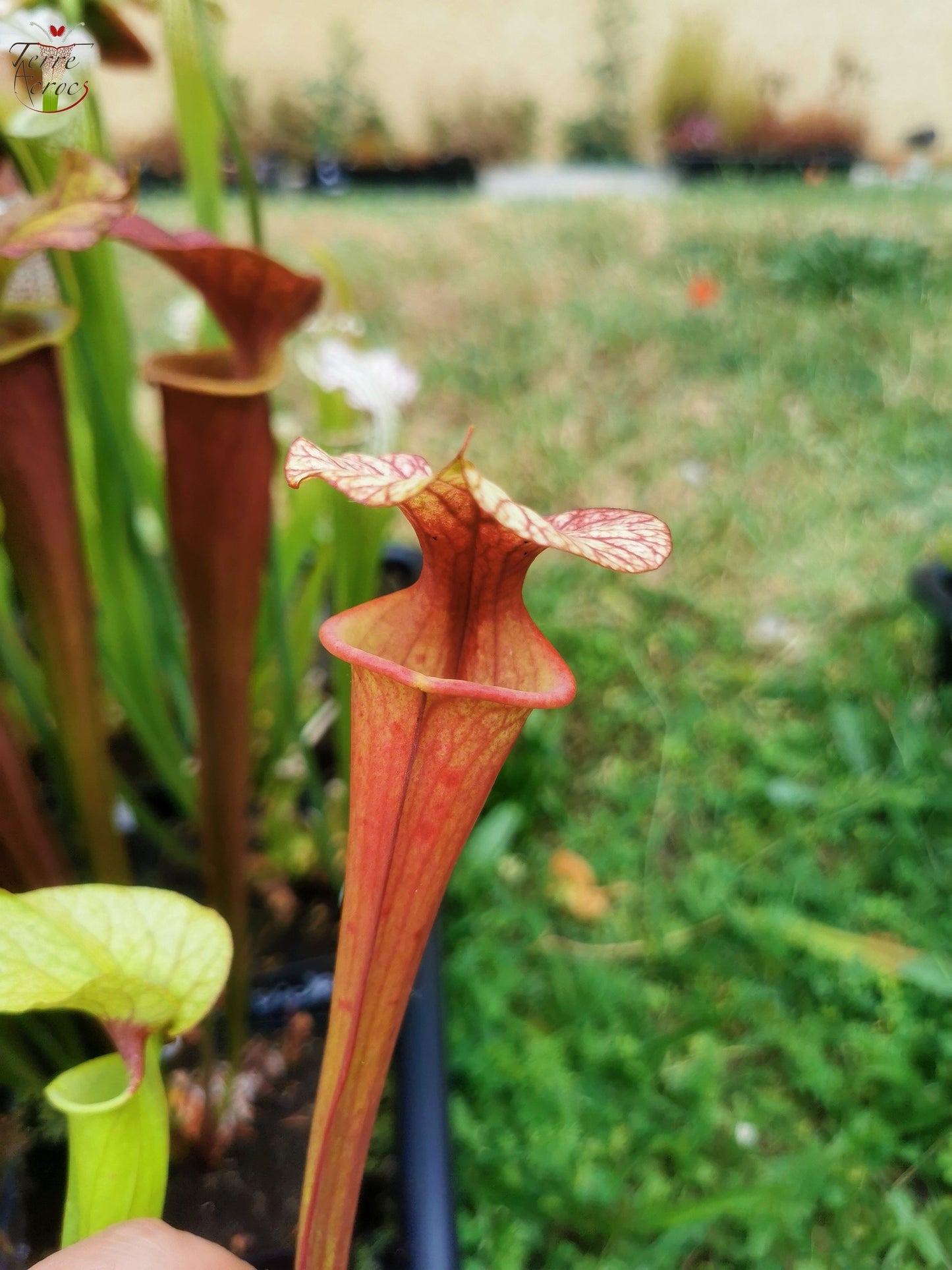 SX25b Sarracenia x "Dionysos"