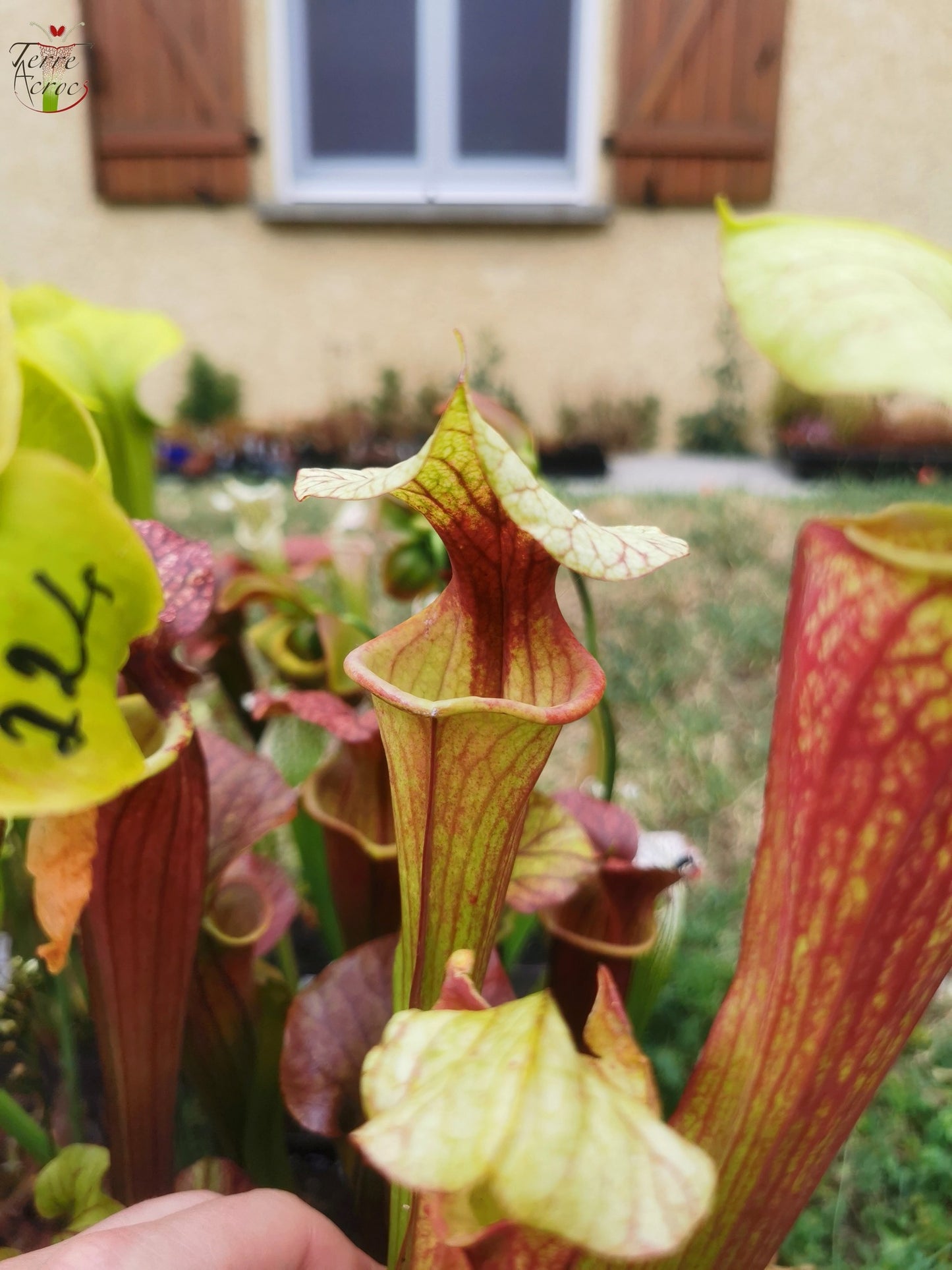 SX25b Sarracenia x "Dionysos"