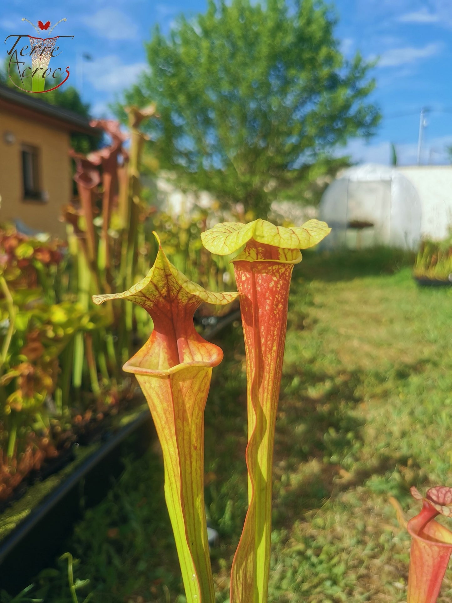 SX25b Sarracenia x "Dionysos"