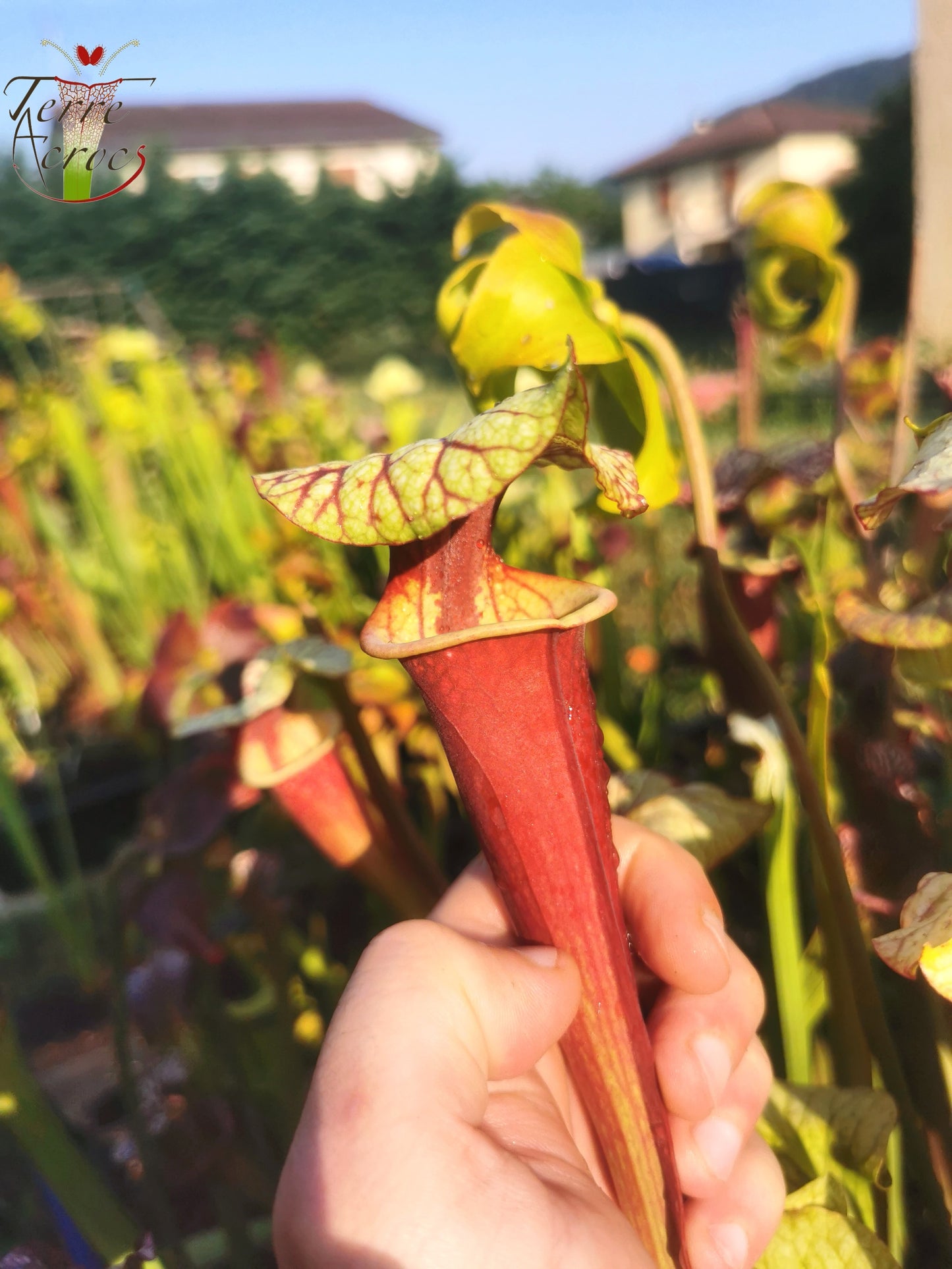 SX25b Sarracenia x "Dionysos"