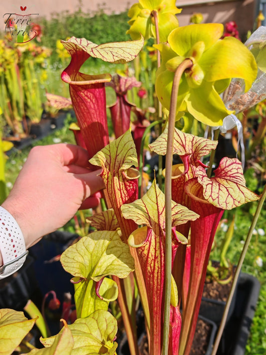SX25b Sarracenia x "Dionysos"