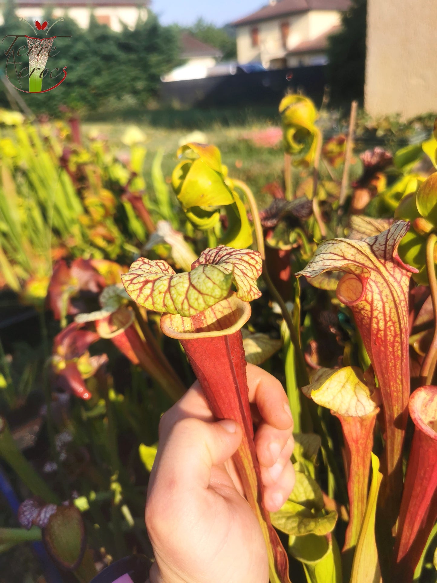 SX25b Sarracenia x "Dionysos"