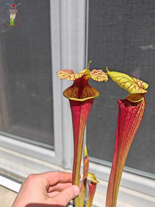 SX25b Sarracenia x "Dionysos"