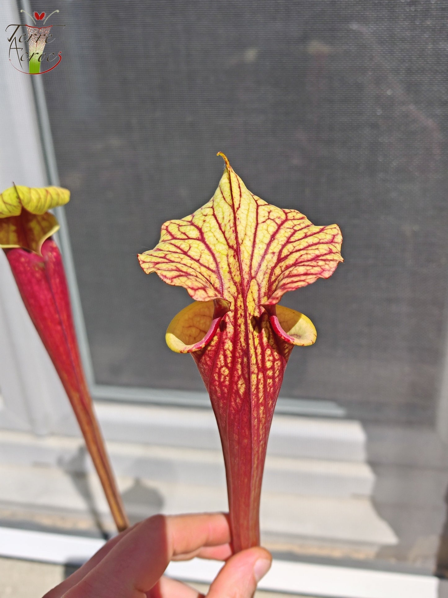 SX25b Sarracenia x "Dionysos"