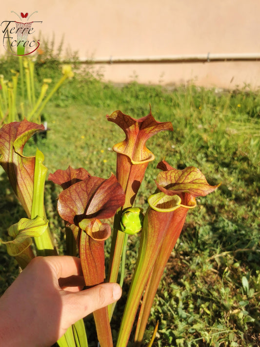 SX25c Sarracenia x ((SX65a, CA) x atropurpurea)(clone c)