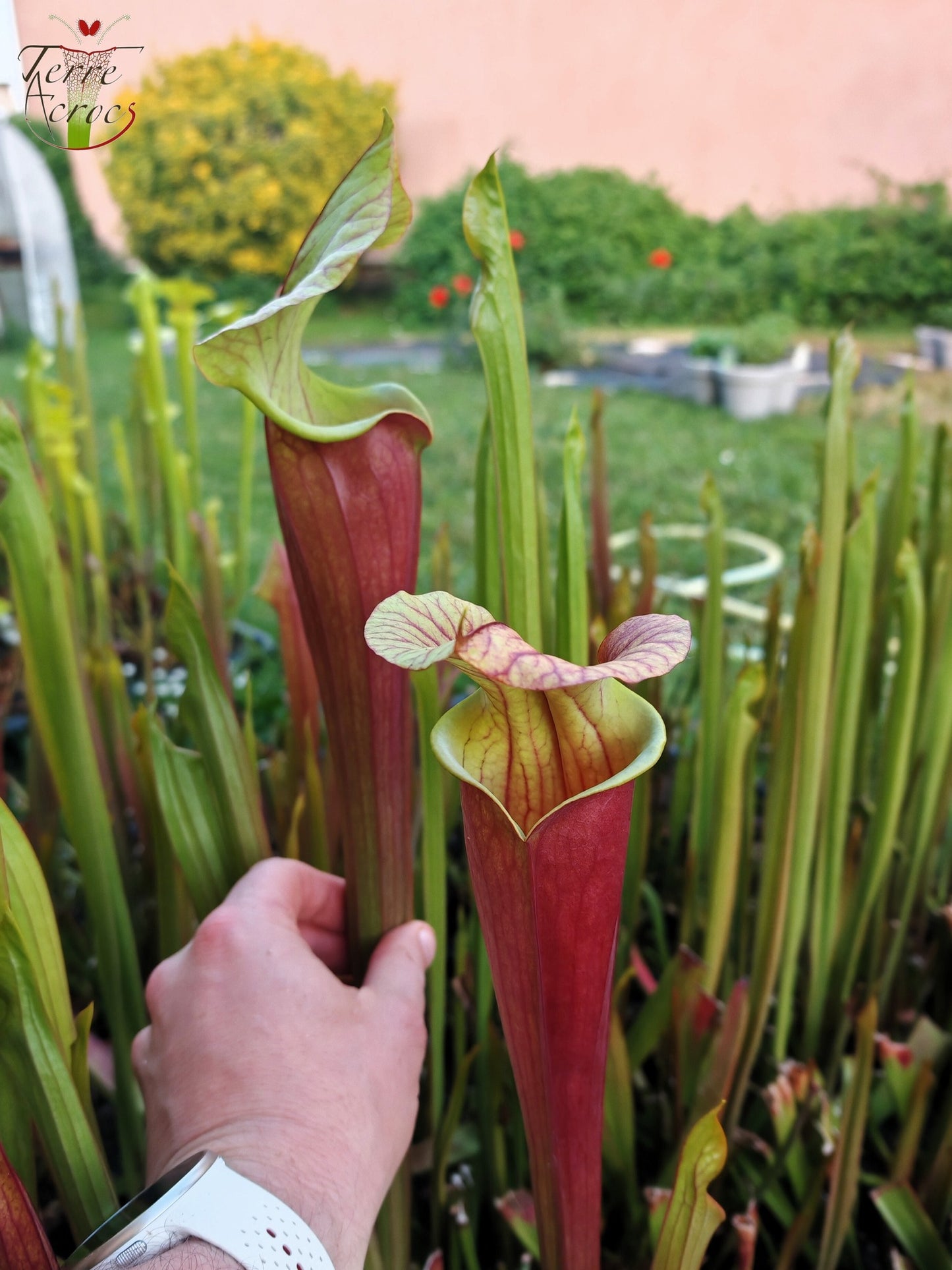 SX25c Sarracenia x ((SX65a, CA) x atropurpurea)(clone c)