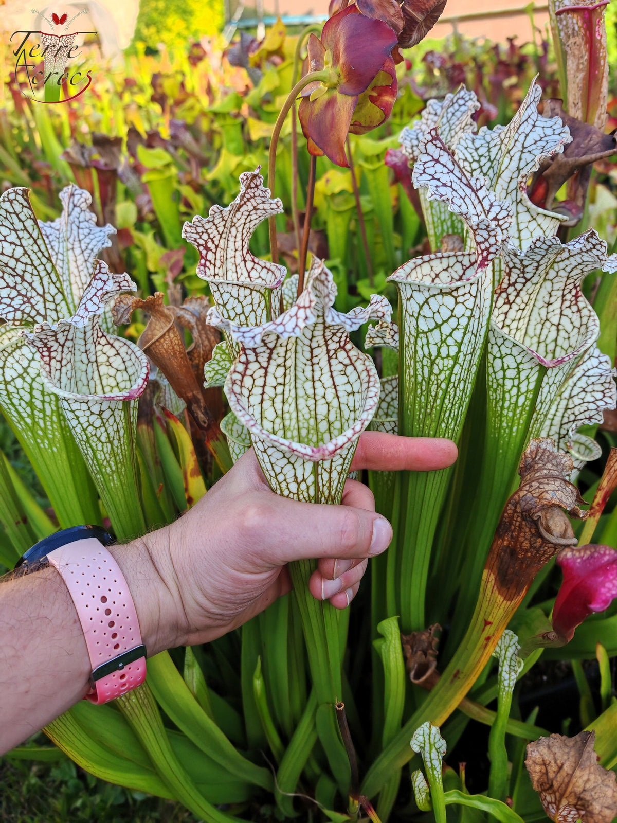 SX26a Sarracenia x "Snow Canon" (leucophylla x 'Bella') (clon a)