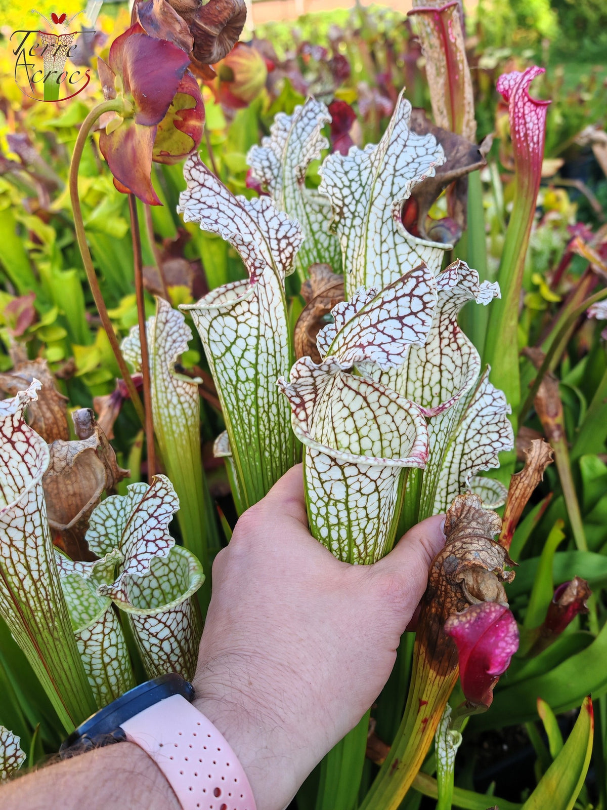 SX26a Sarracenia x "Snow Canon" (leucophylla x 'Bella') (clon a)
