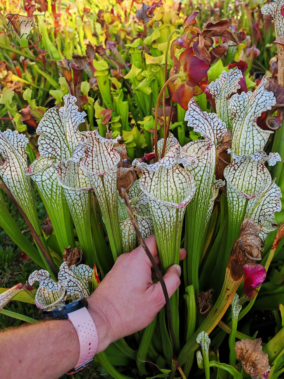 SX26a Sarracenia x "Snow Canon" (leucophylla x 'Bella') (clon a)