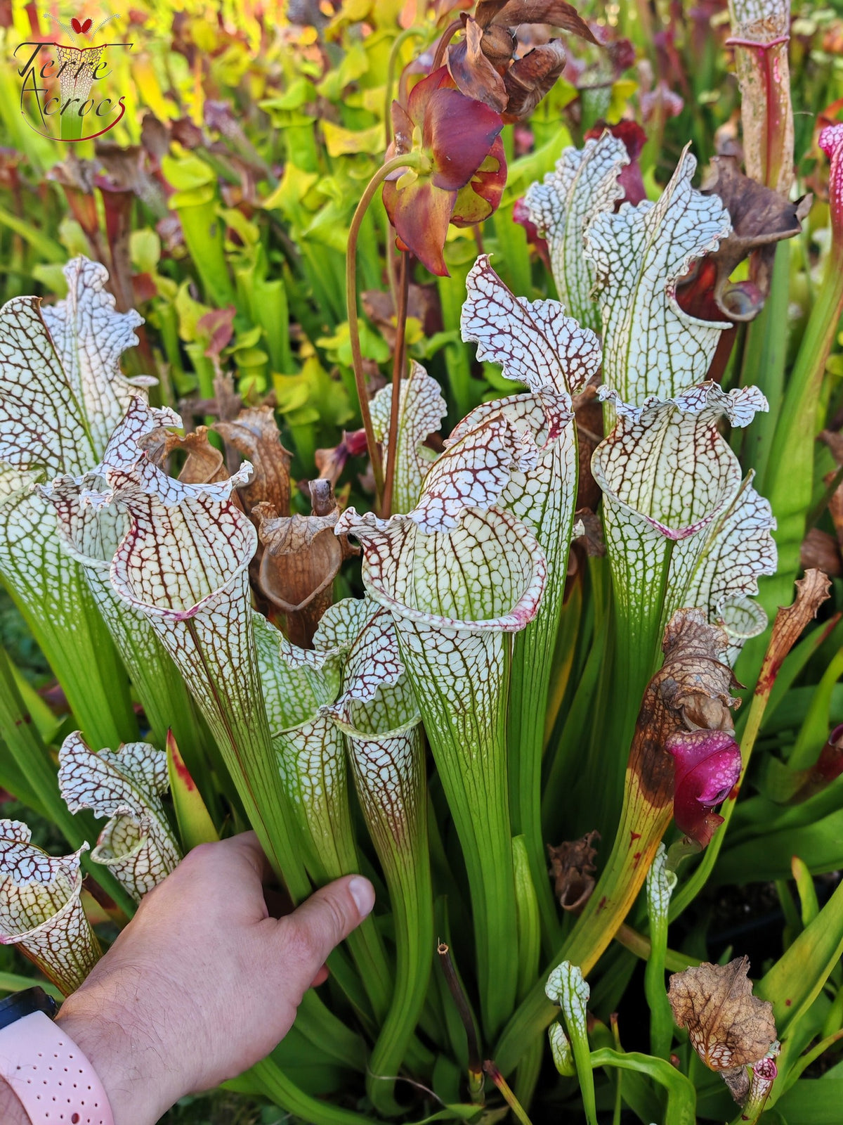 SX26a Sarracenia x "Snow Canon" (leucophylla x 'Bella') (clon a)