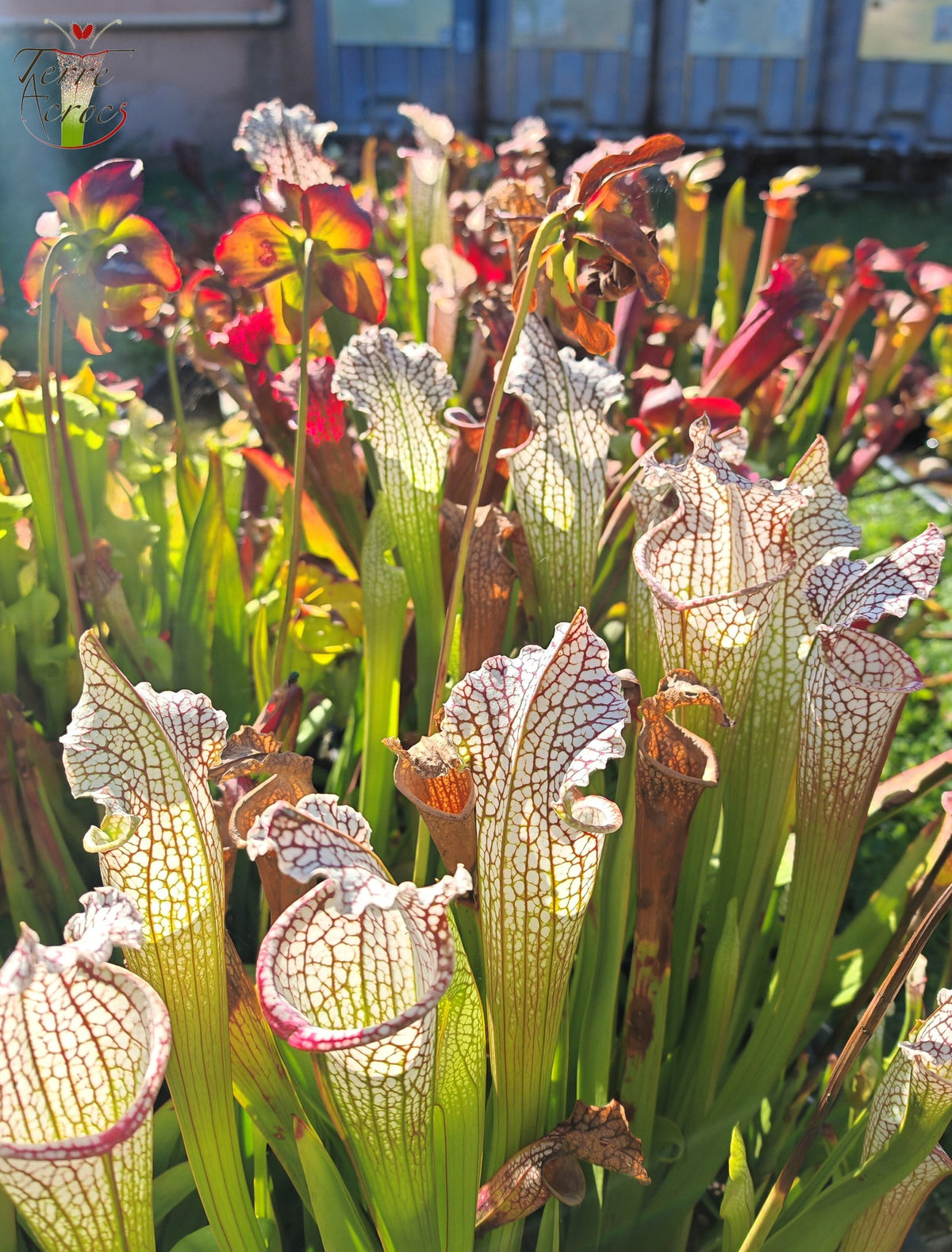 SX26a Sarracenia x "Snow Canon" (leucophylla x 'Bella') (clon a)