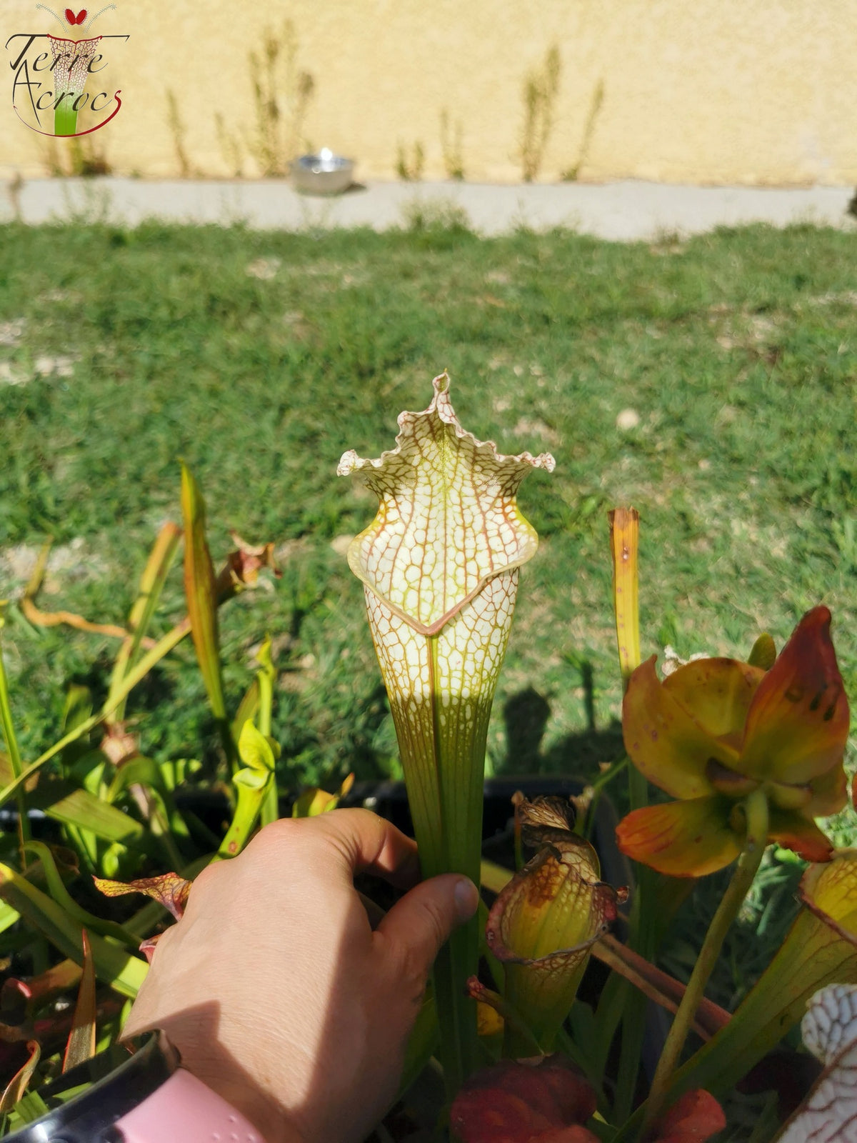 SX26a Sarracenia x "Snow Canon" (leucophylla x 'Bella') (clon a)