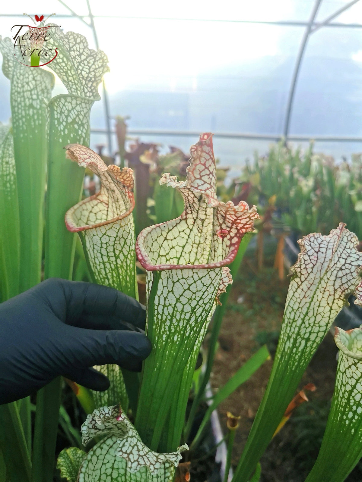 SX26a Sarracenia x "Snow Canon" (leucophylla x 'Bella') (clon a)