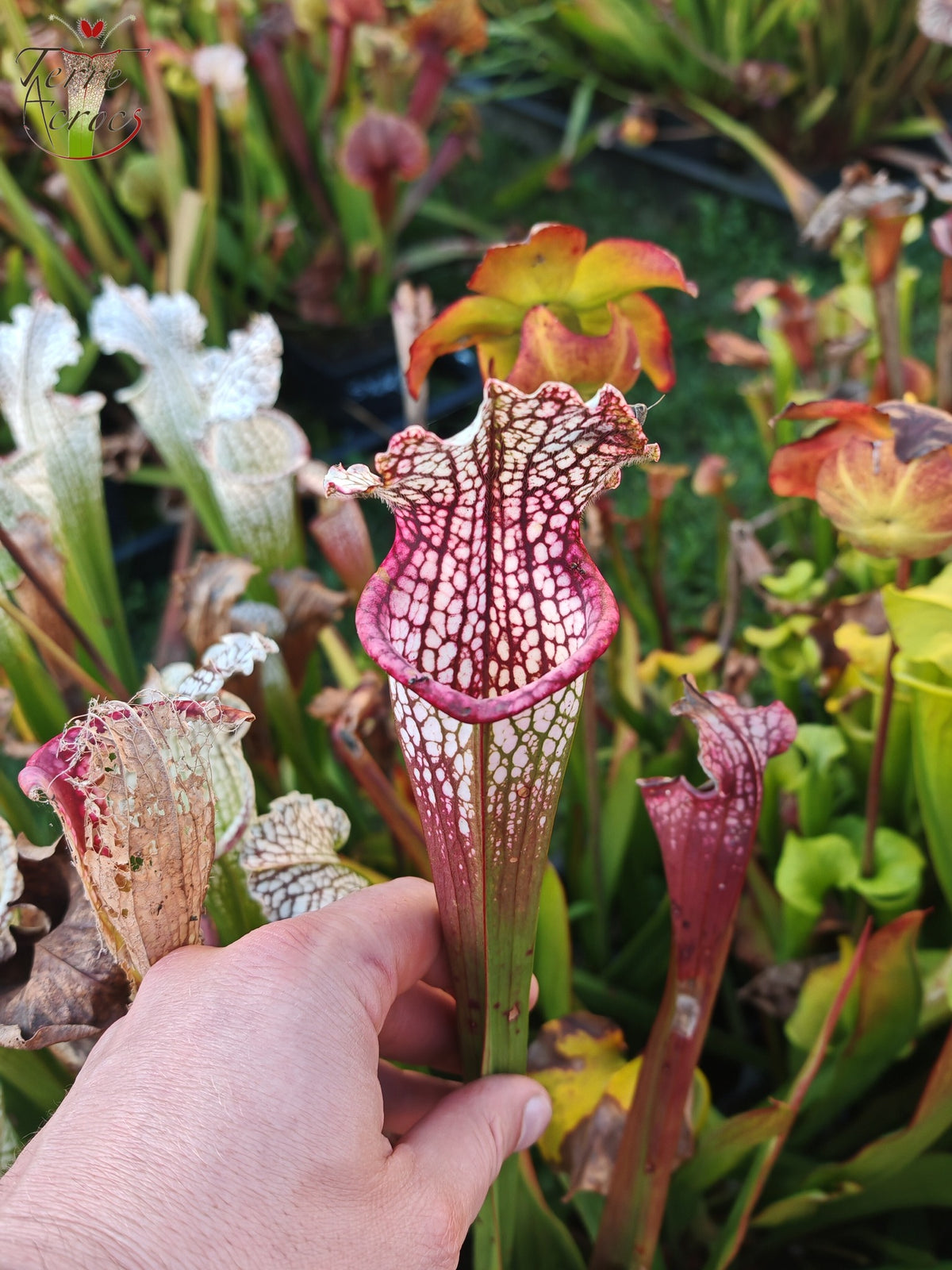 SX26b Sarracenia x (leucophylla x 'Bella') (clon b)