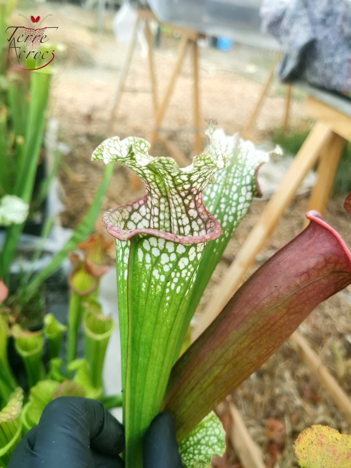 SX26b Sarracenia x (leucophylla x 'Bella') (clone b)
