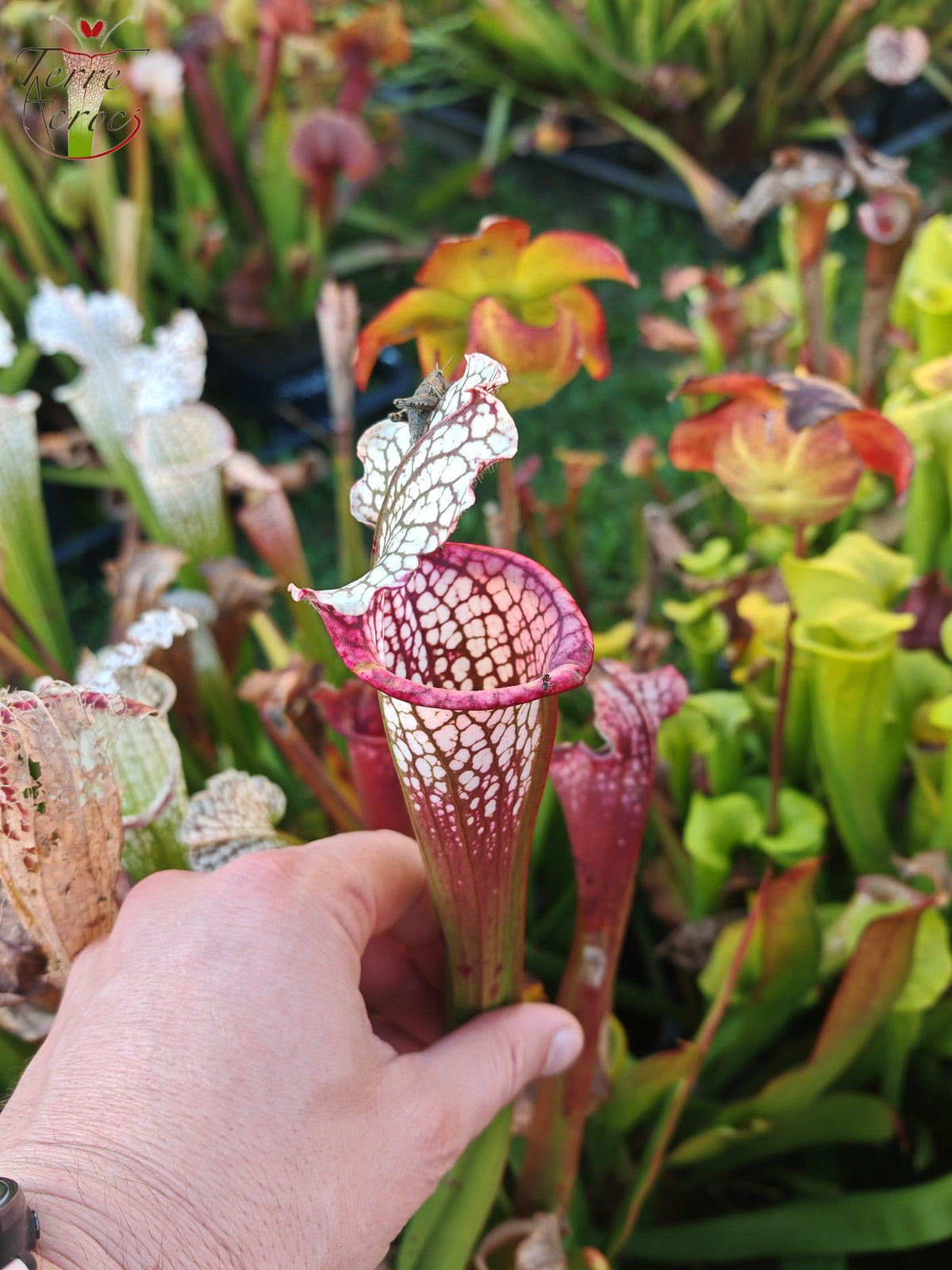 SX26b Sarracenia x (leucophylla x 'Bella') (clon b)