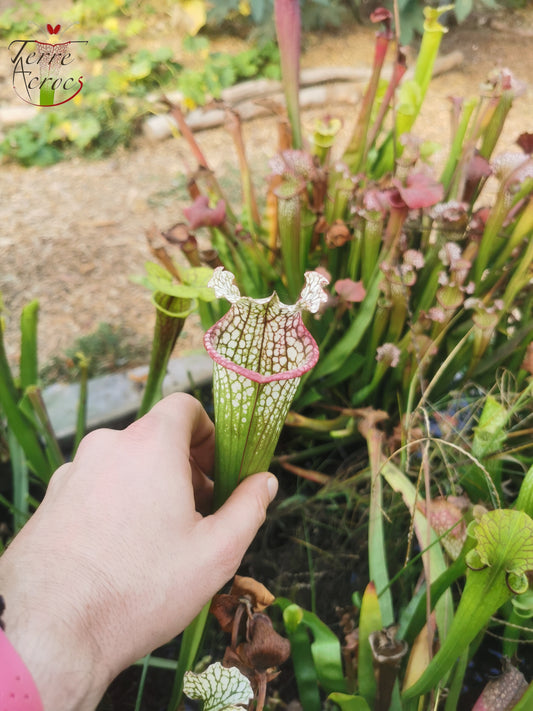 SX26b Sarracenia x (leucophylla x 'Bella') (clone b)