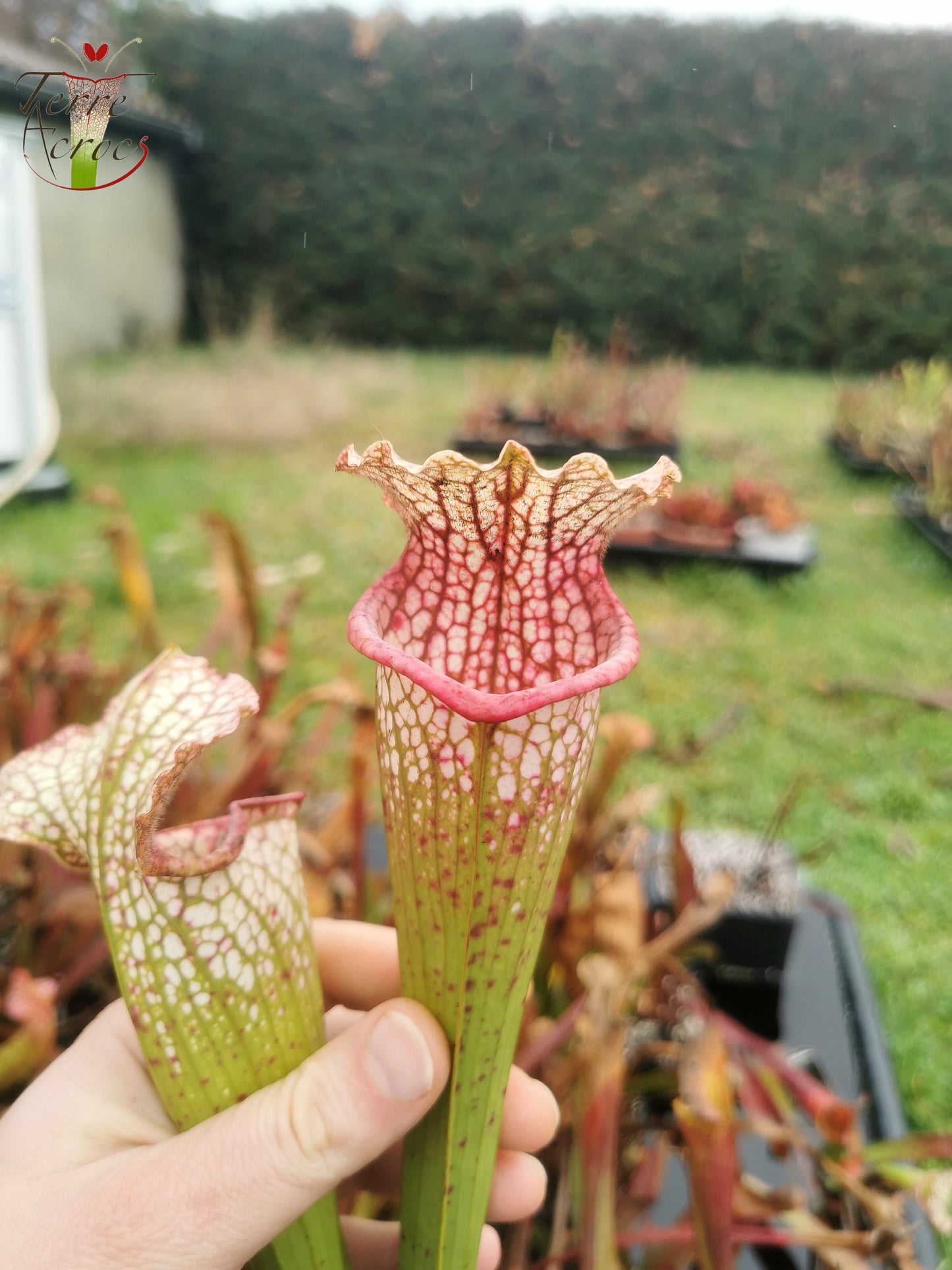 SX26b Sarracenia x (leucophylla x 'Bella') (clone b)