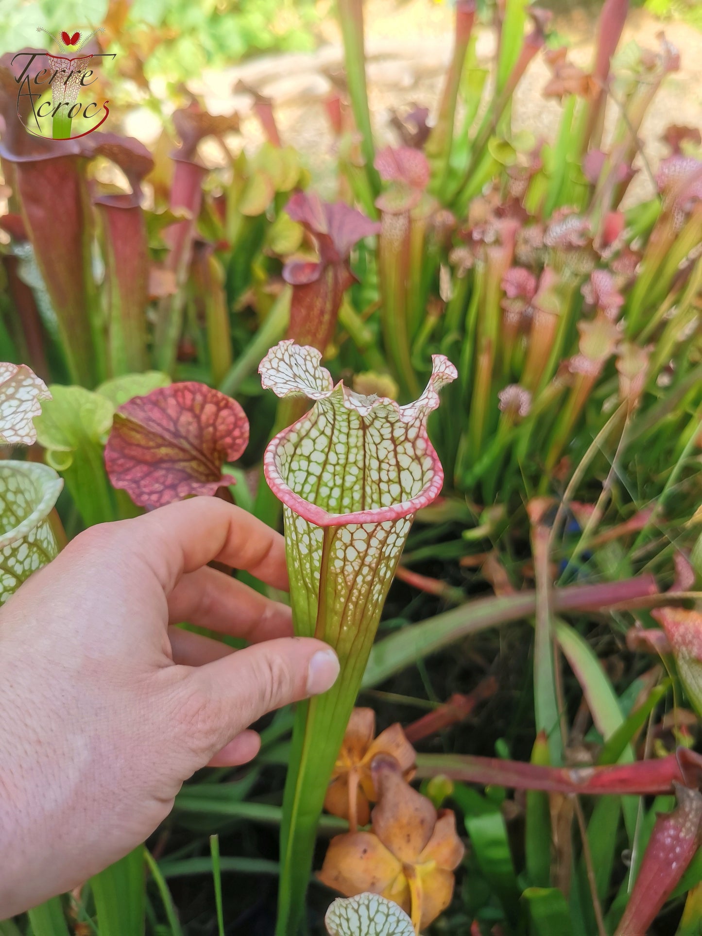 SX26b Sarracenia x (leucophylla x 'Bella') (clone b)