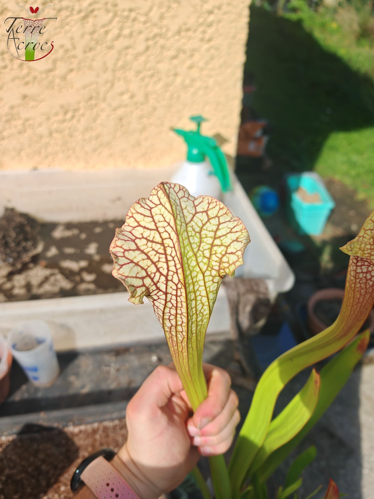 SX26c Sarracenia x (leucophylla x 'Bella') (clone C)