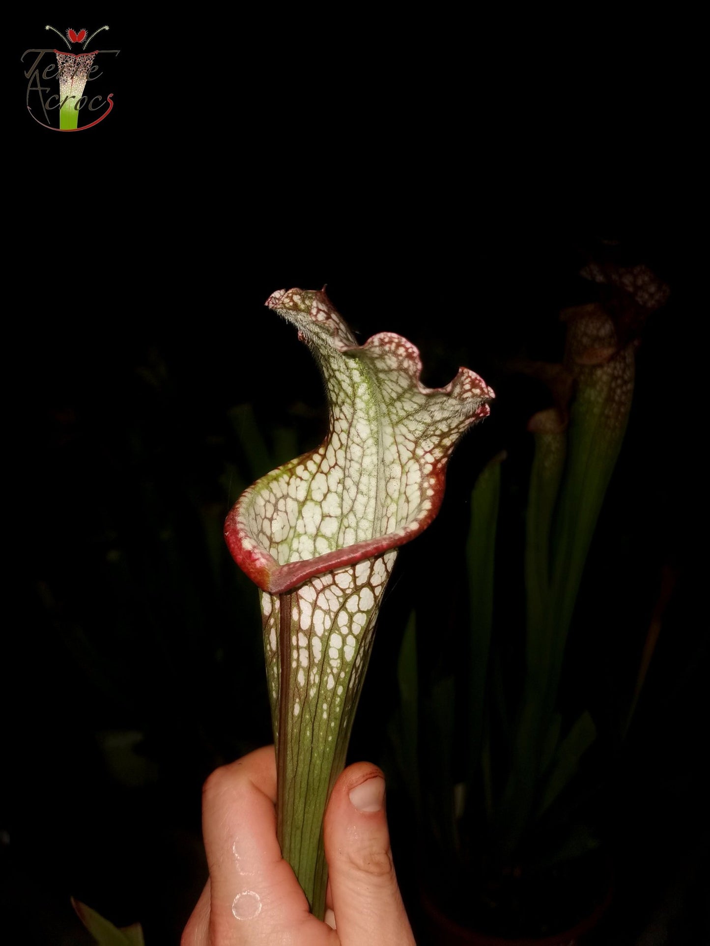 SX28 Sarracenia x "Hurlement"