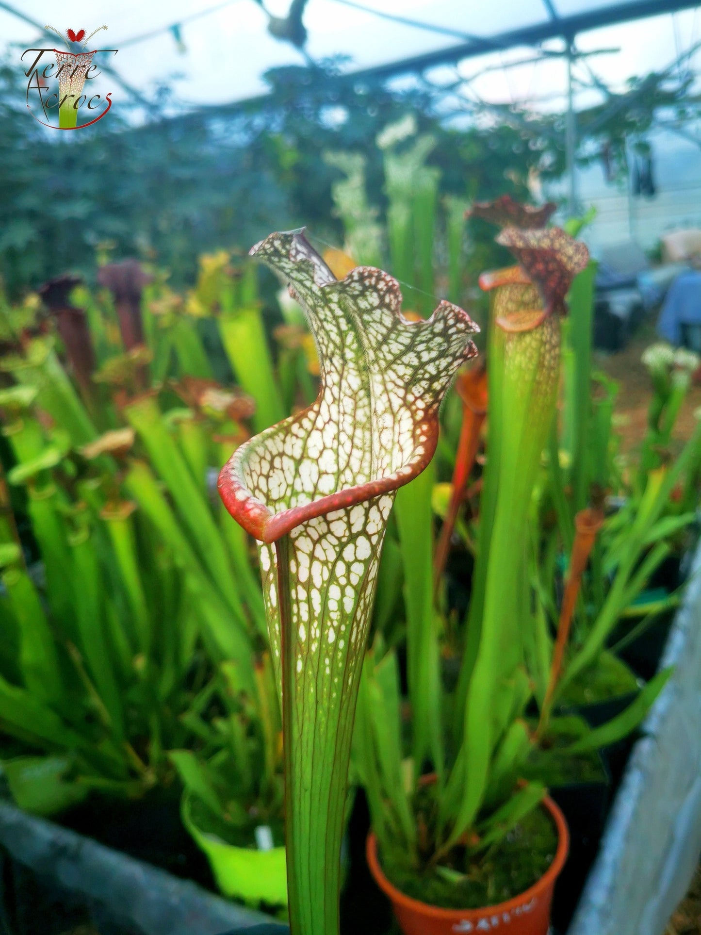SX28 Sarracenia x "Hurlement"