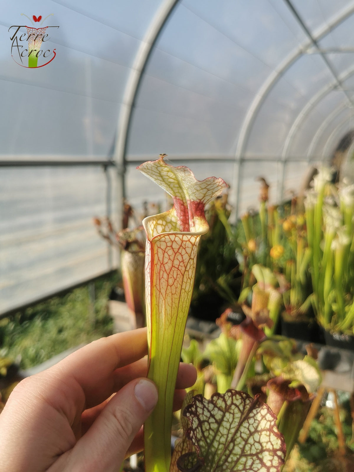 SX29 Sarracenia x (S. x moorei -- 'Johanna' x desconocido)