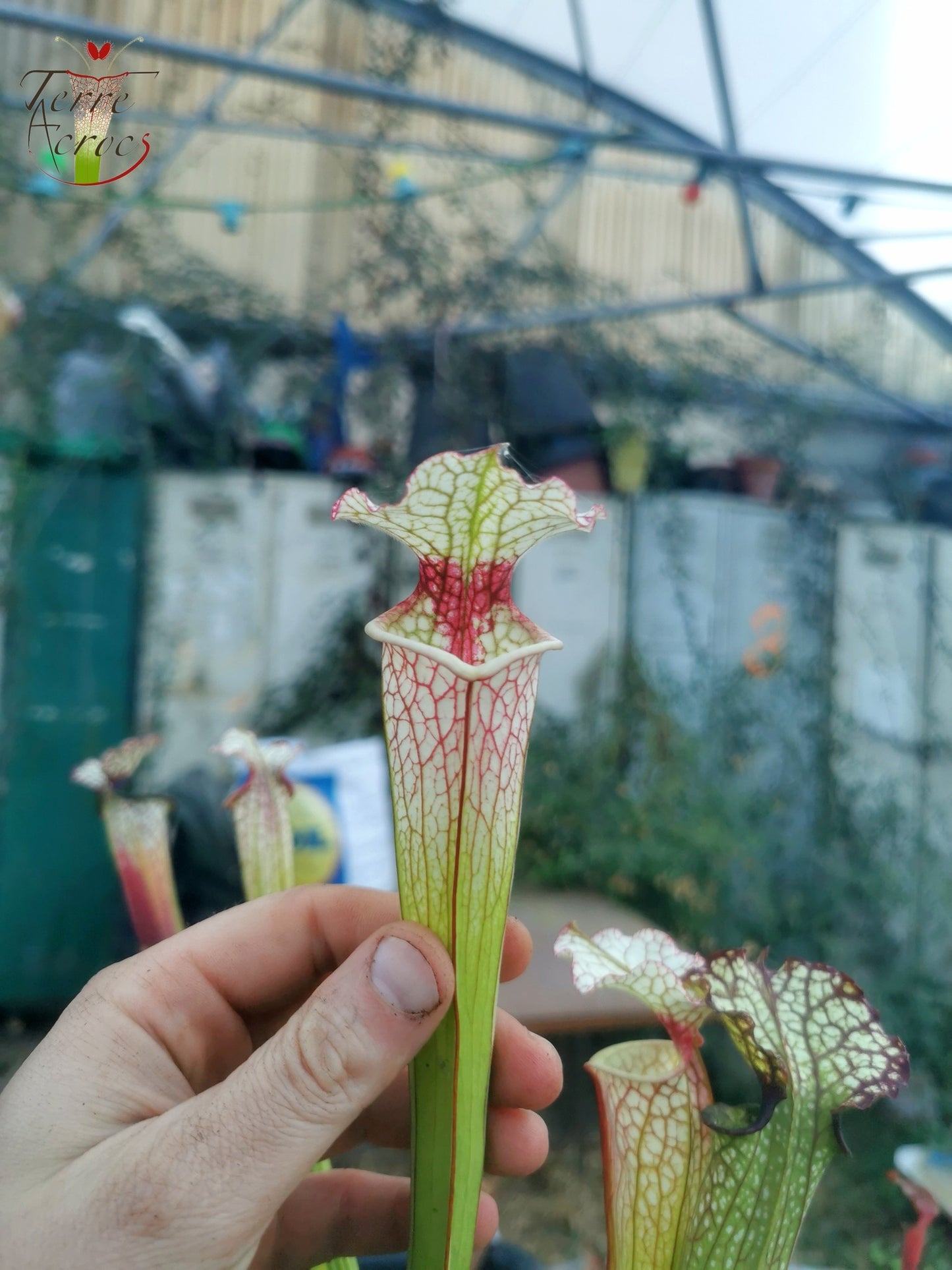 SX29 Sarracenia x (S. x moorei -- 'Johanna' x unbekannt)
