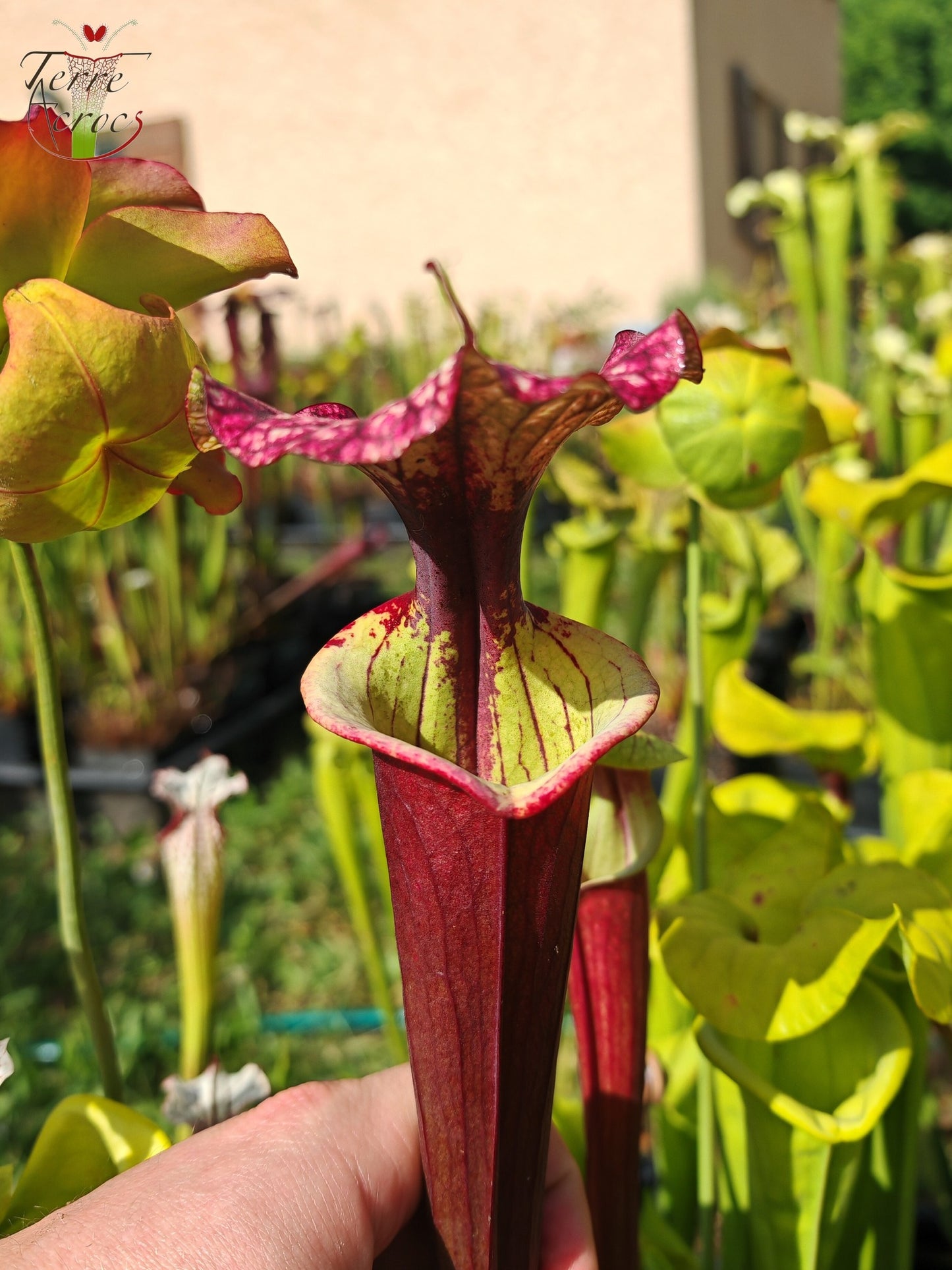 SX30a Sarracenia x (‘Leah Wilkerson’ x (atropurpurea x rubricorpora)