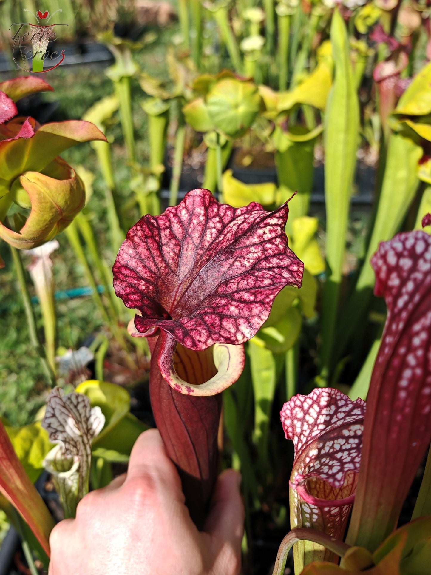 SX30a Sarracenia x (‘Leah Wilkerson’ x (atropurpurea x rubricorpora)