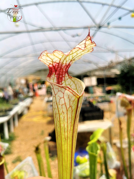 SX31 Sarracenia x ‘Iamsatyricon’ (H392, MK)