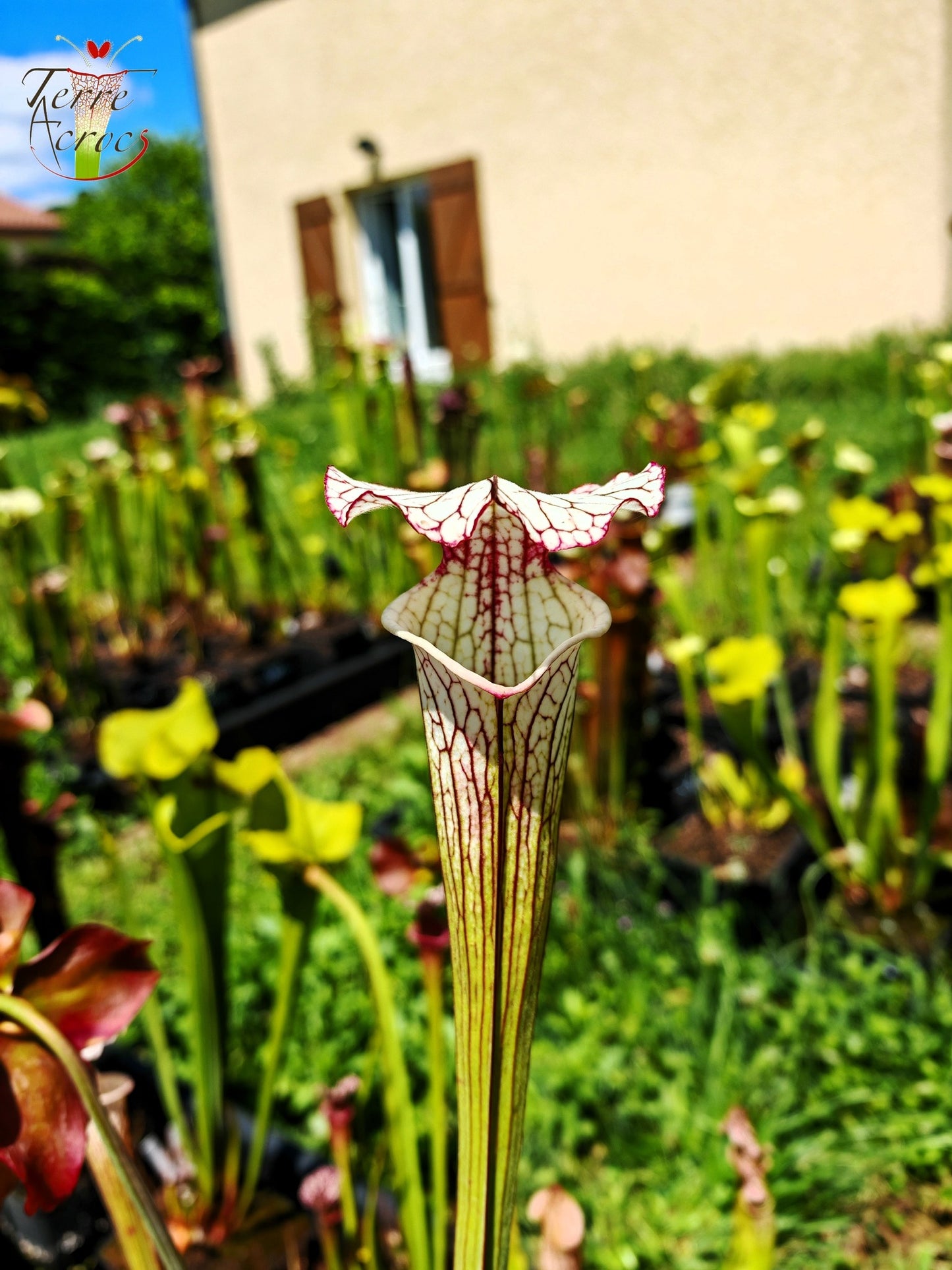 SX31 Sarracenia x ‘Iamsatyricon’ (H392, MK)