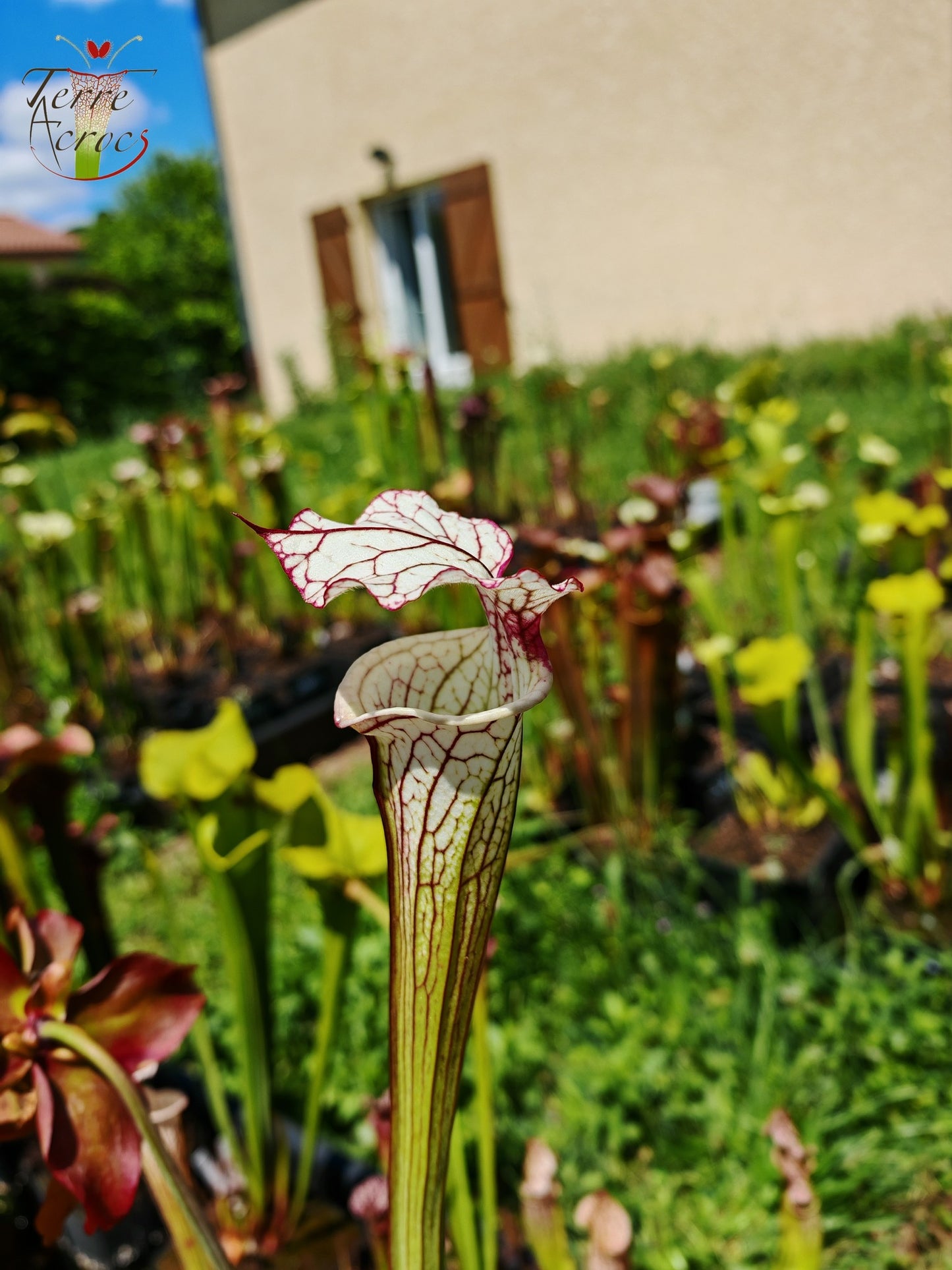 SX31 Sarracenia x ‘Iamsatyricon’ (H392, MK)