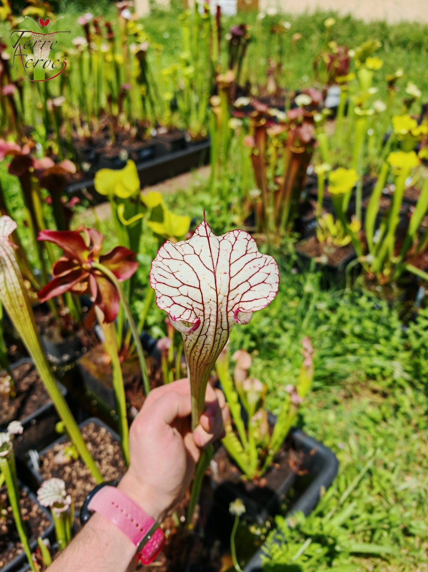 SX31 Sarracenia x ‘Iamsatyricon’ (H392, MK)