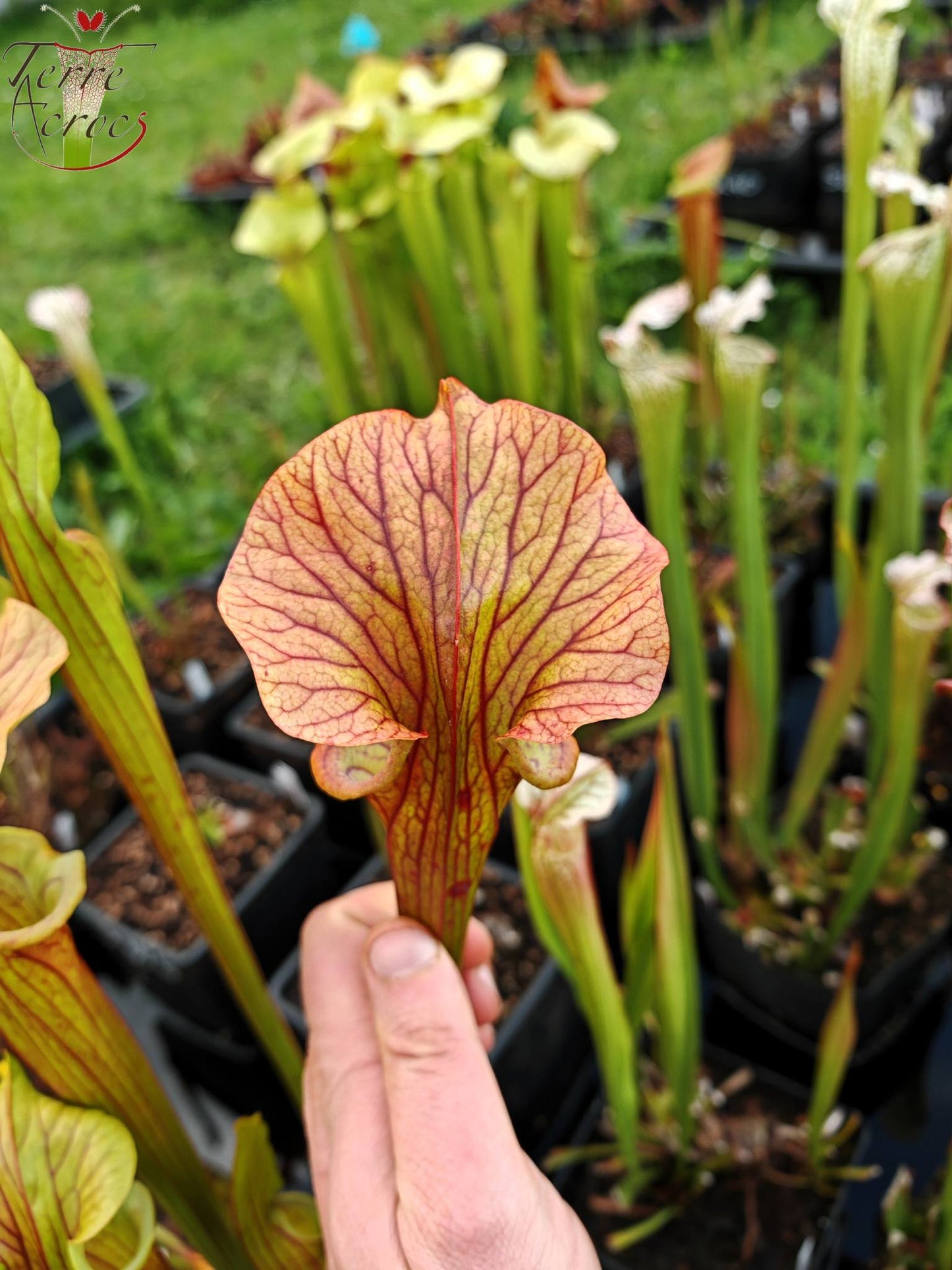 SX33 Sarracenia x 'Reptilian Rose' (H237, MK)